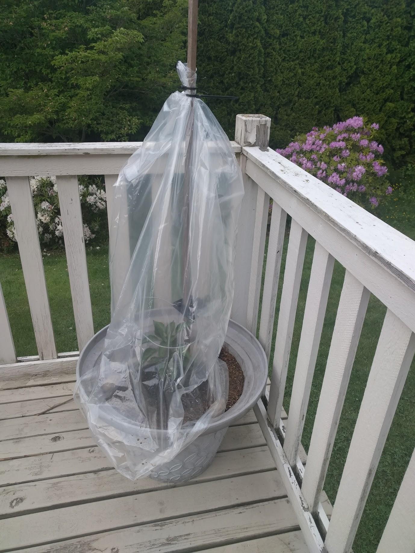 Plastic bag greenhouse for my Jalapeno plant, good idea or no? r