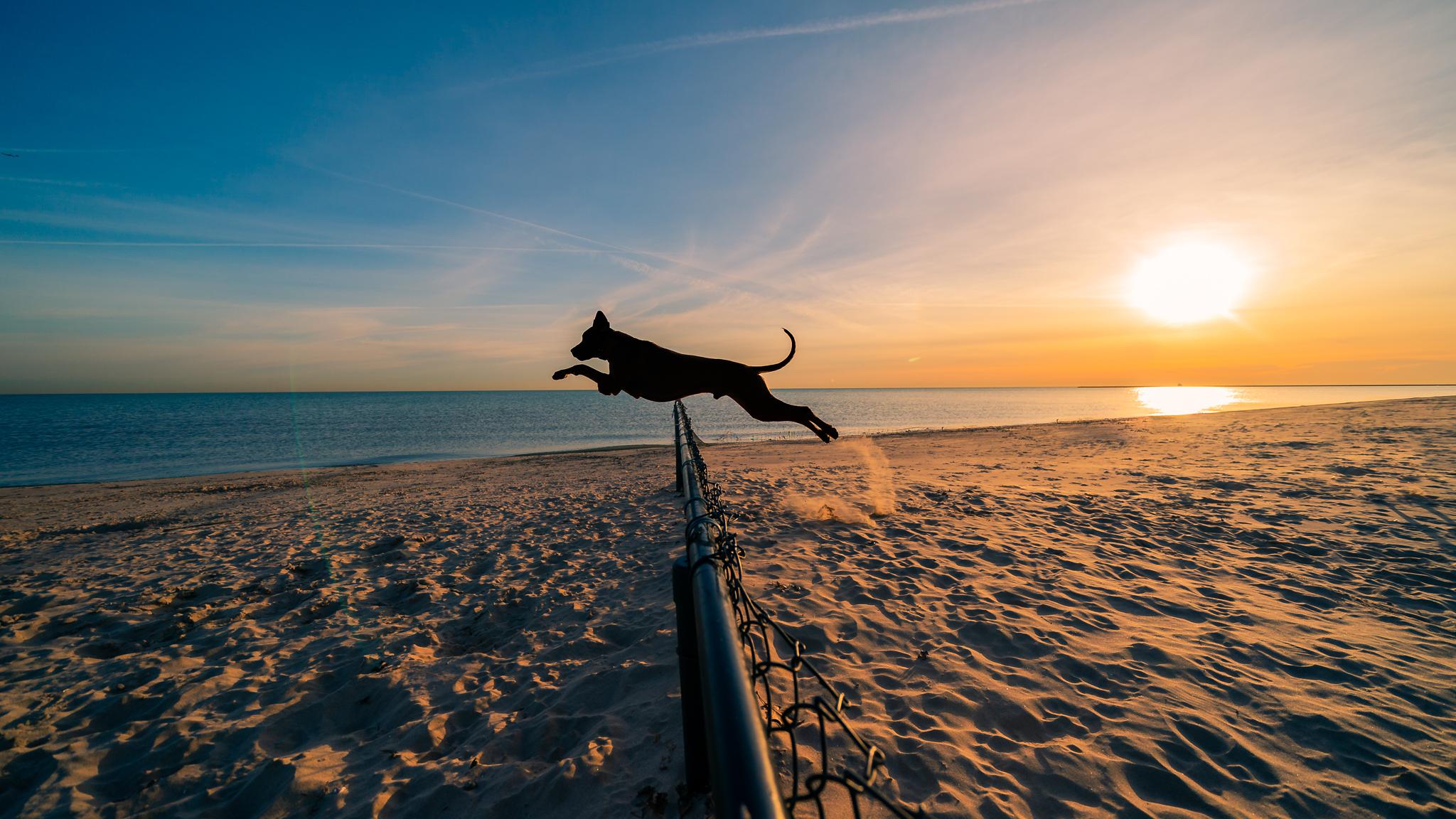 If you plan to visit Montrose Dog Beach this weekend, it's worth waking