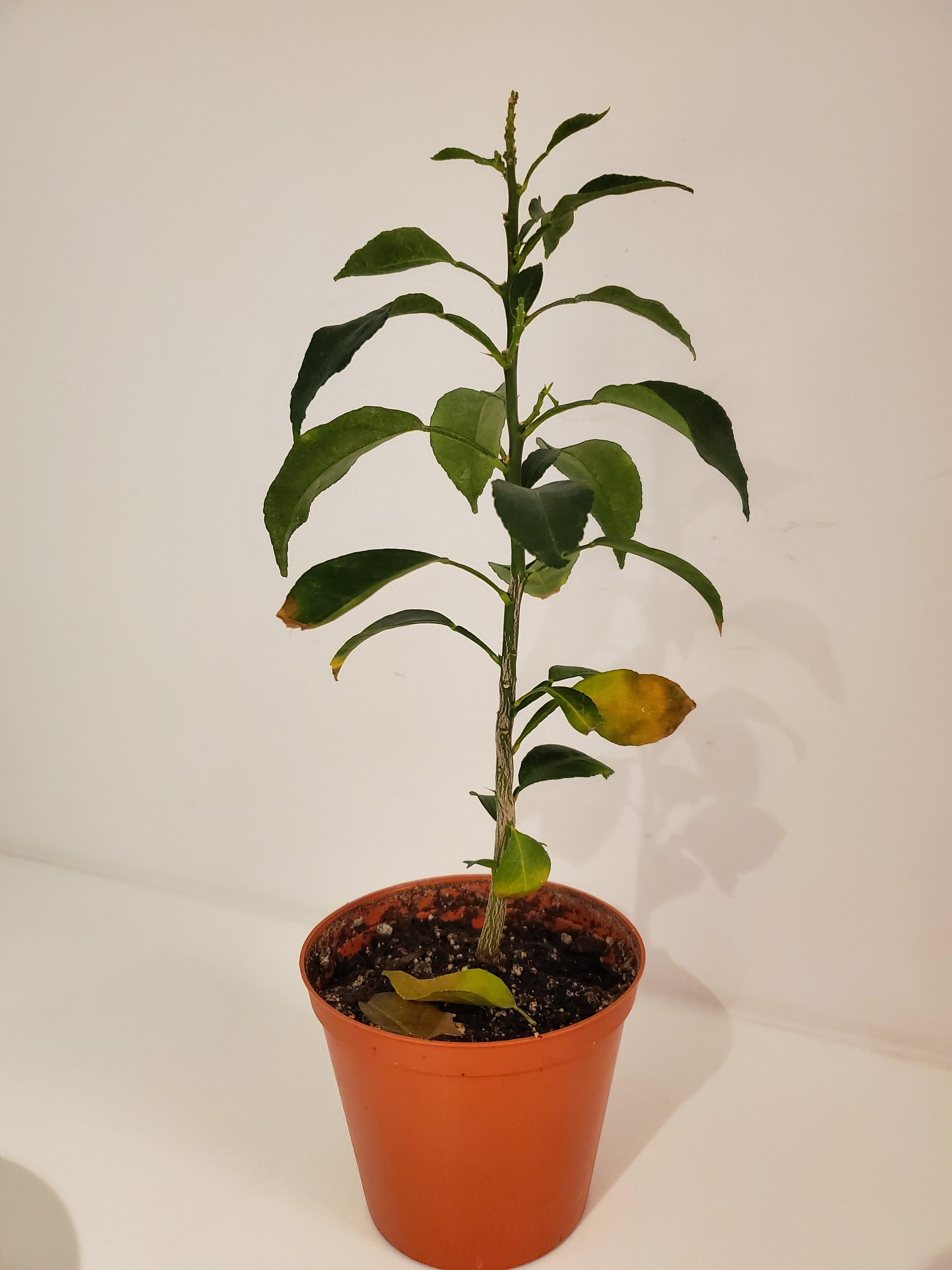 My yuzu lemon struggles to grow new leaves.. any tips or insights are