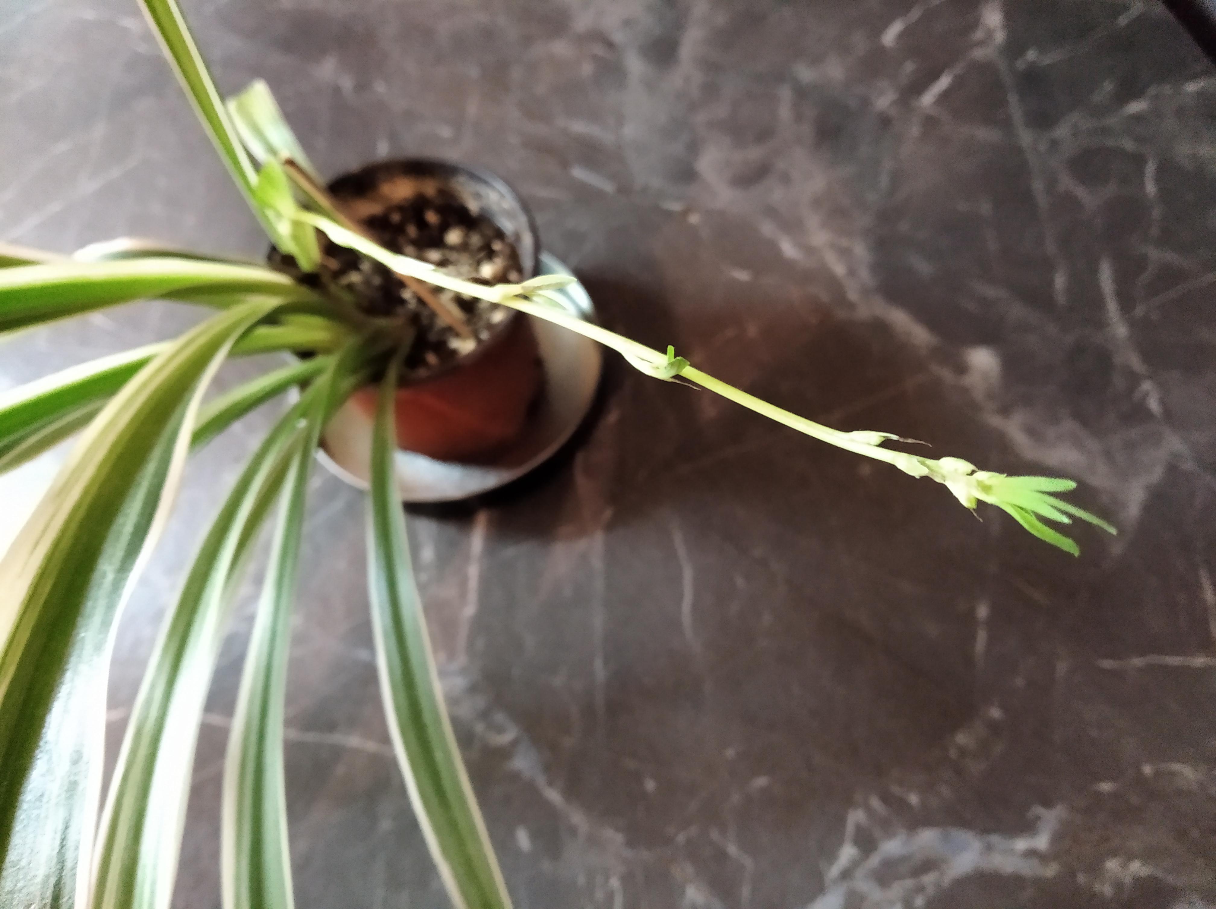 I posted here my sick spider plant about 2 months ago (link in comments