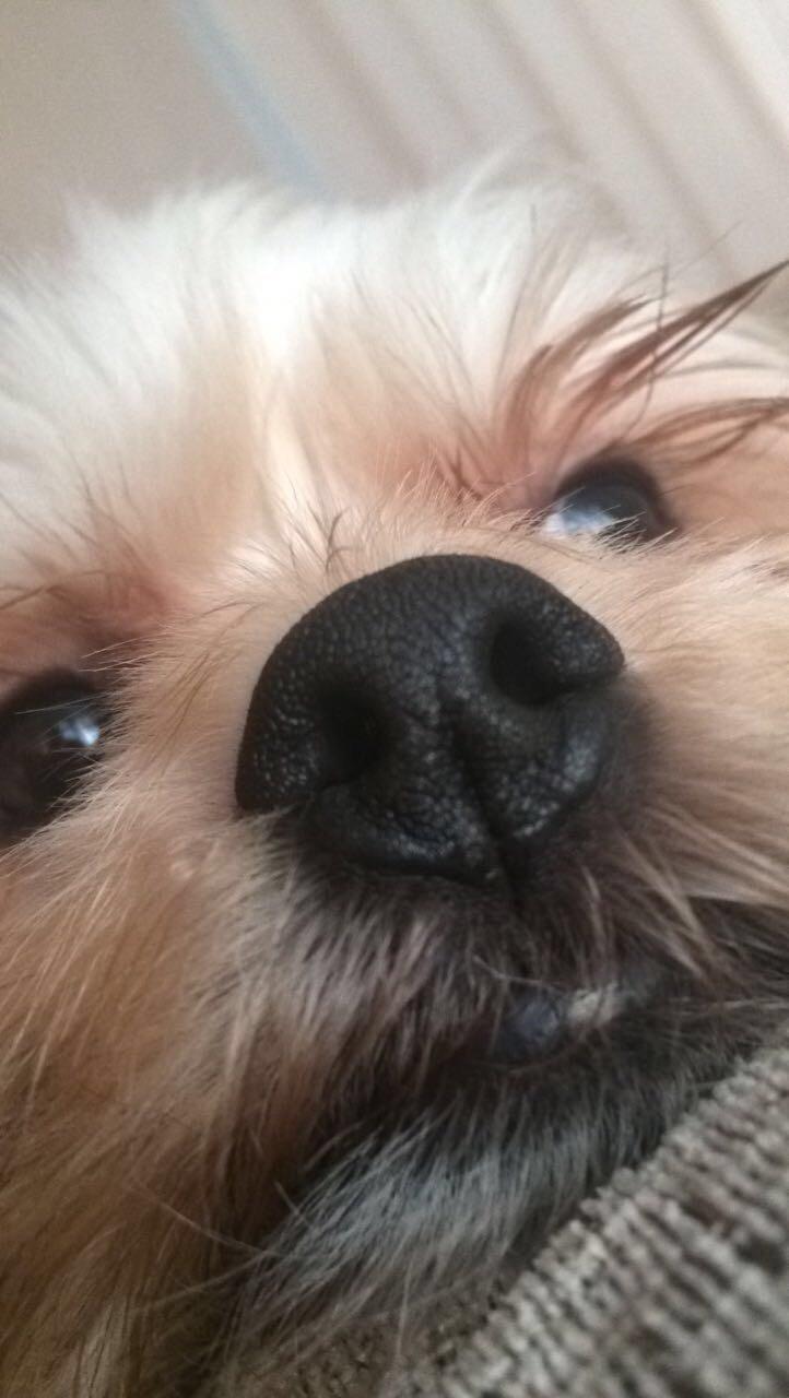 My dog finally let me put my phone close up to his face r/aww