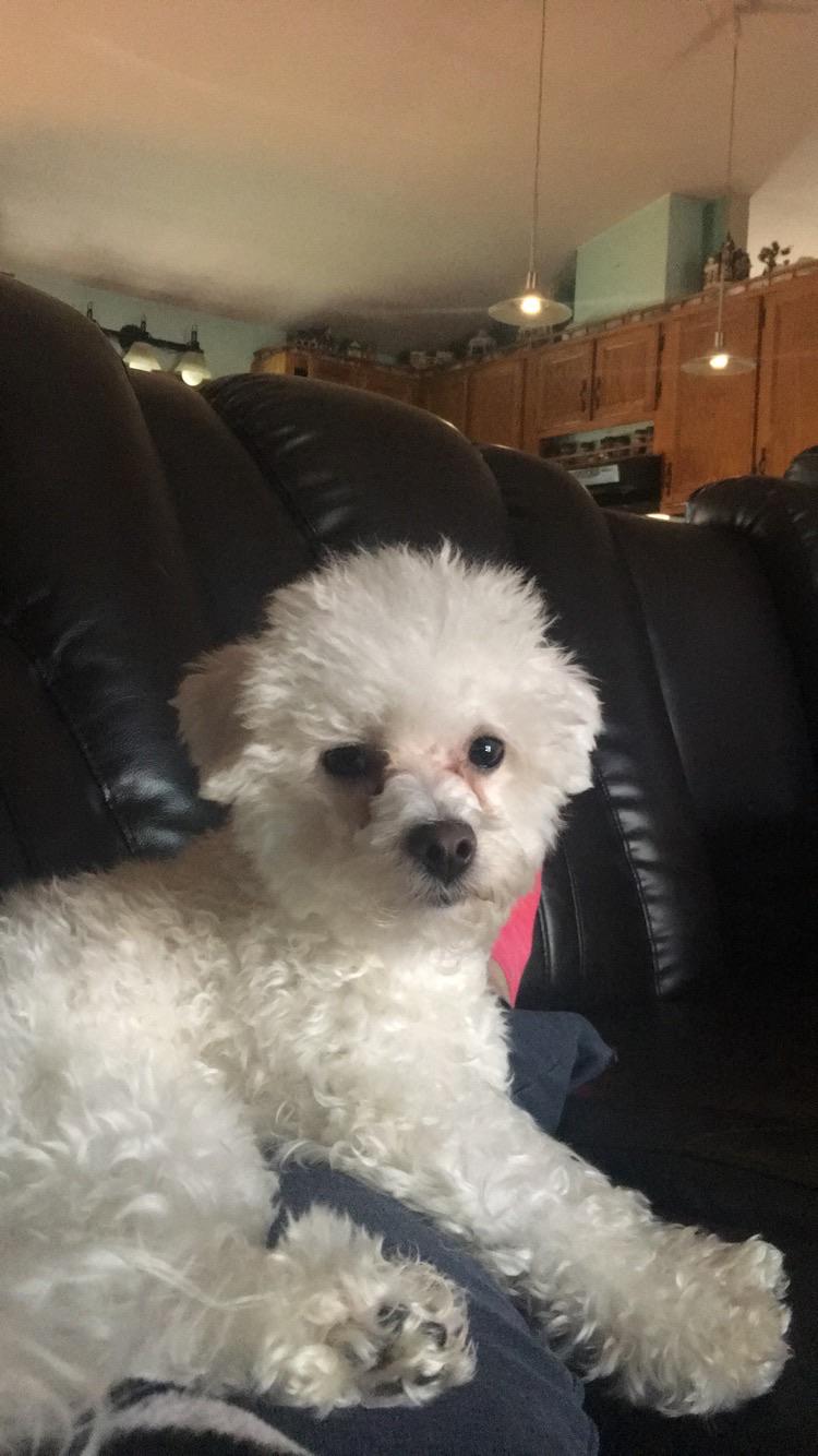How Do I Clean My Bichon Frise Eyes