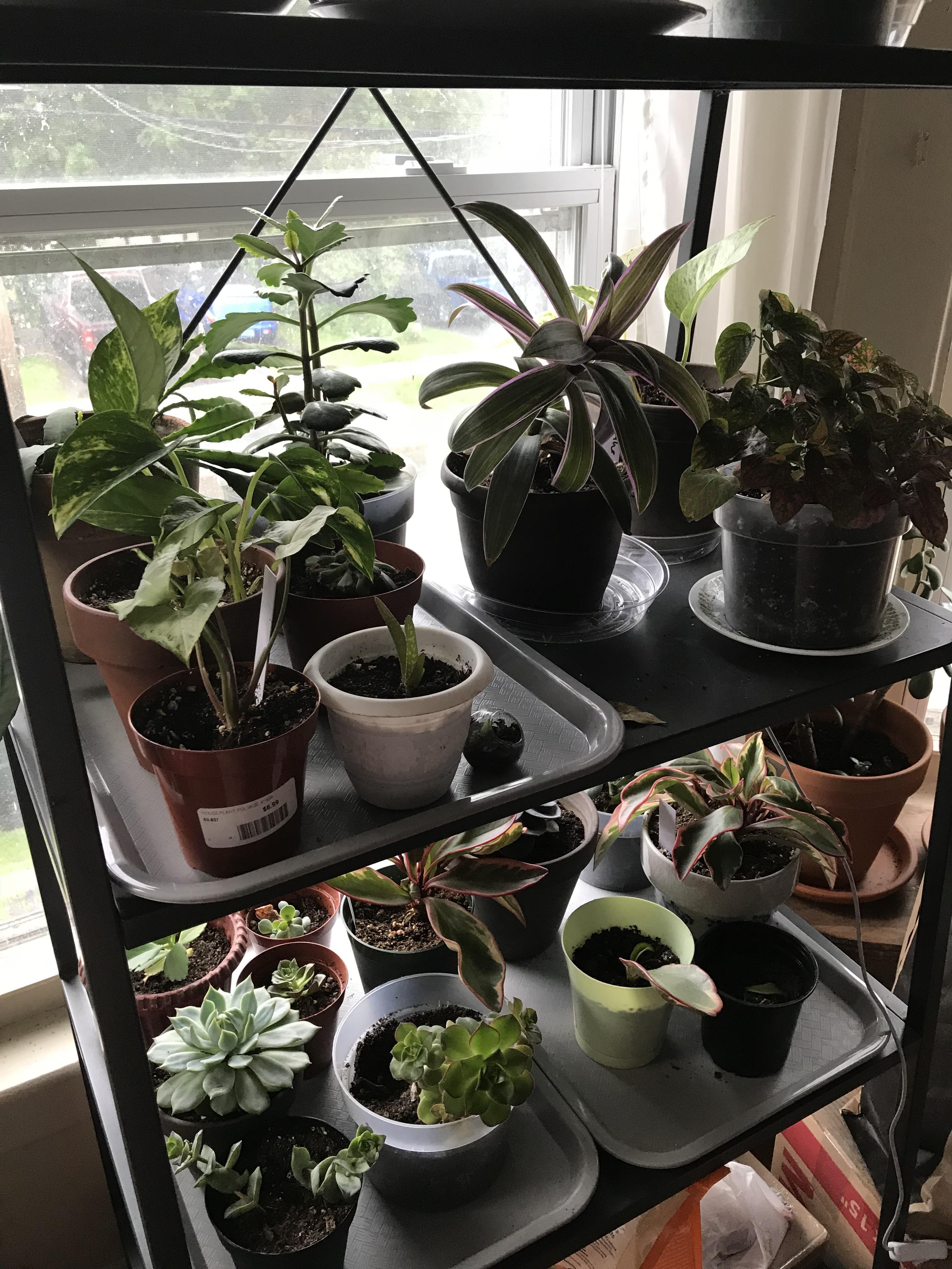 My pretty plant babies! We have room for more since we swapped out drip