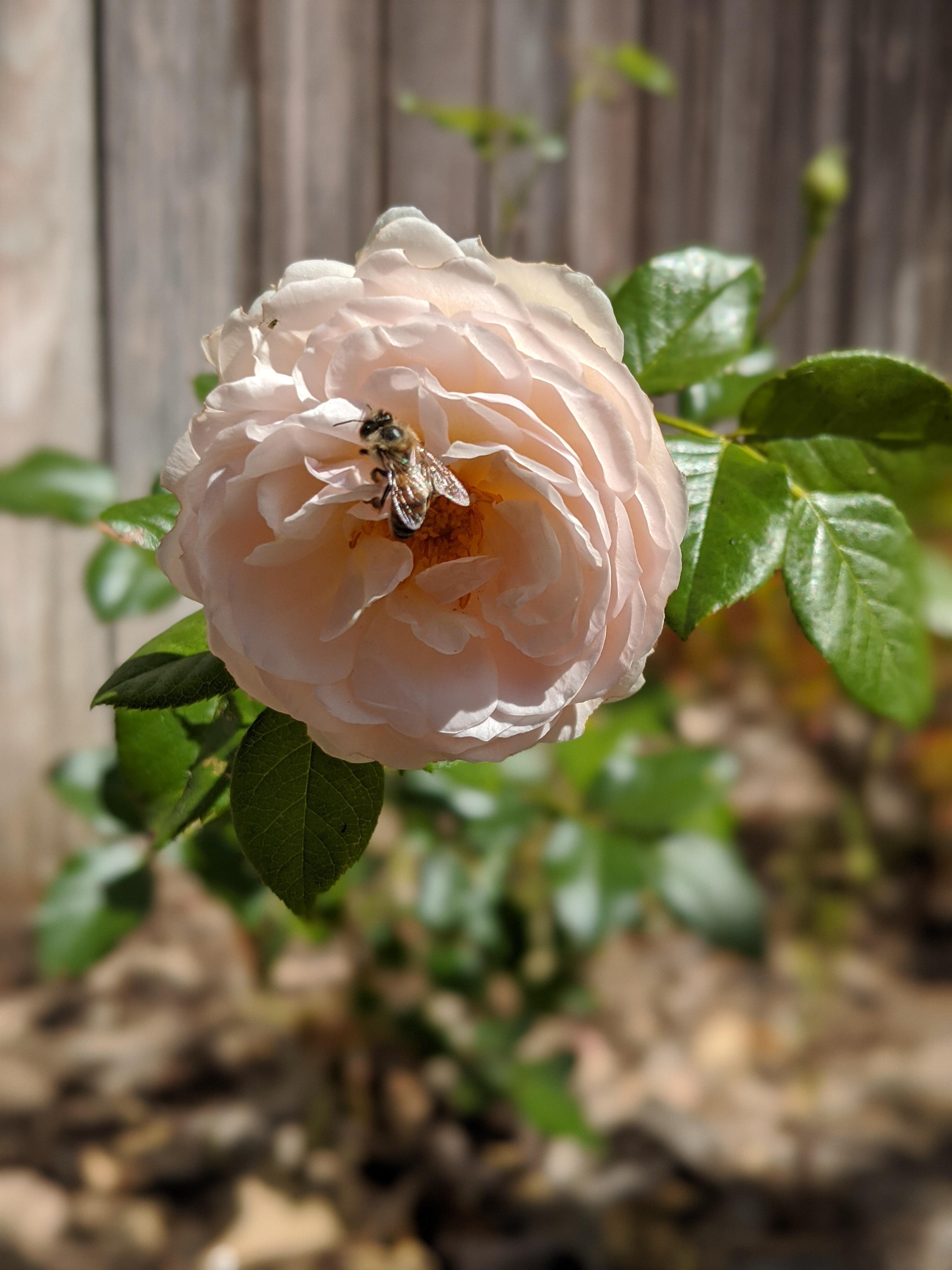 Little Bee enjoying the first bloom of my Heritage rose. r/Roses