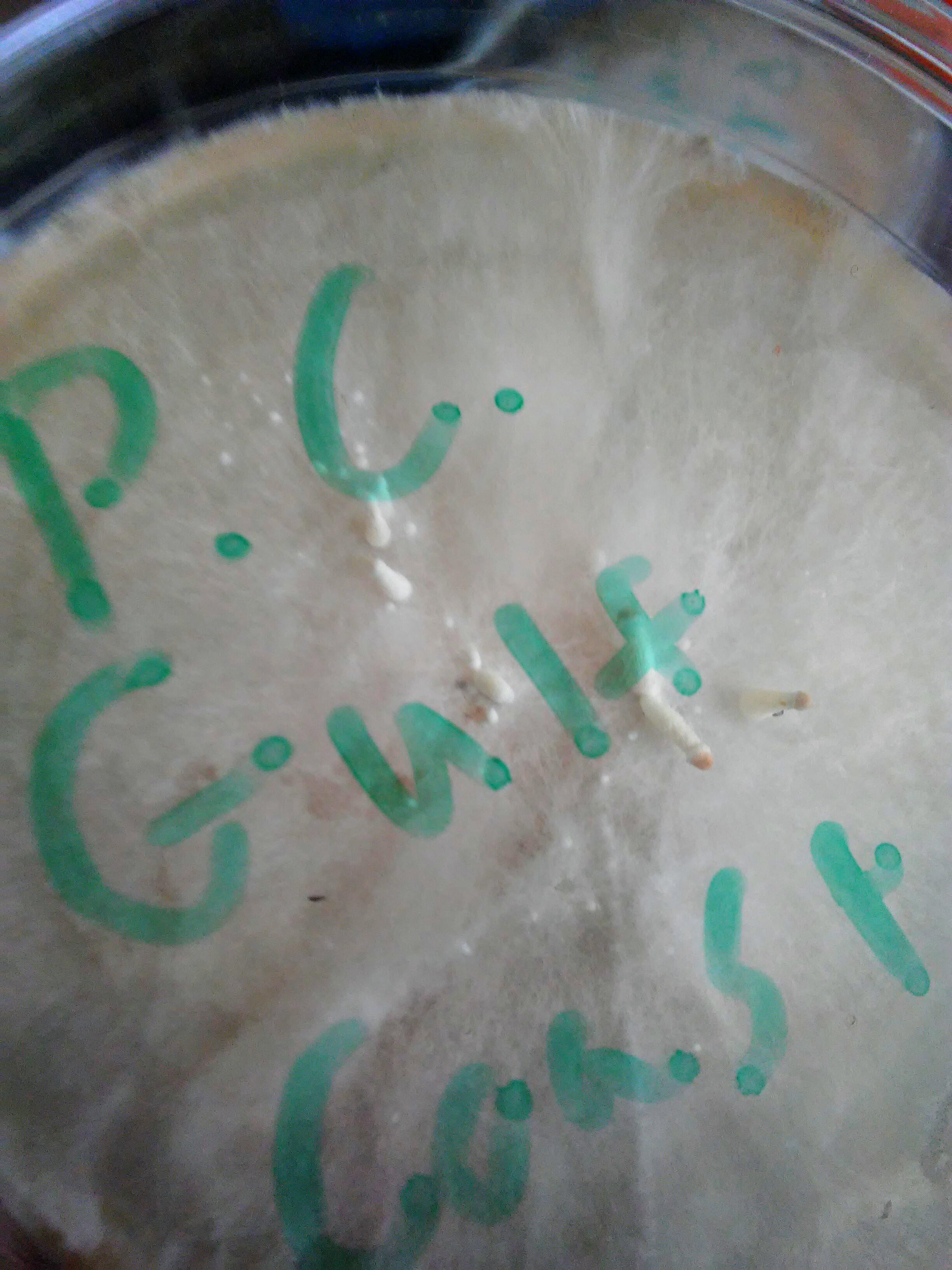 Psilocybe Cubensis fruiting on agar(Florida Gulf Coast wildharvested