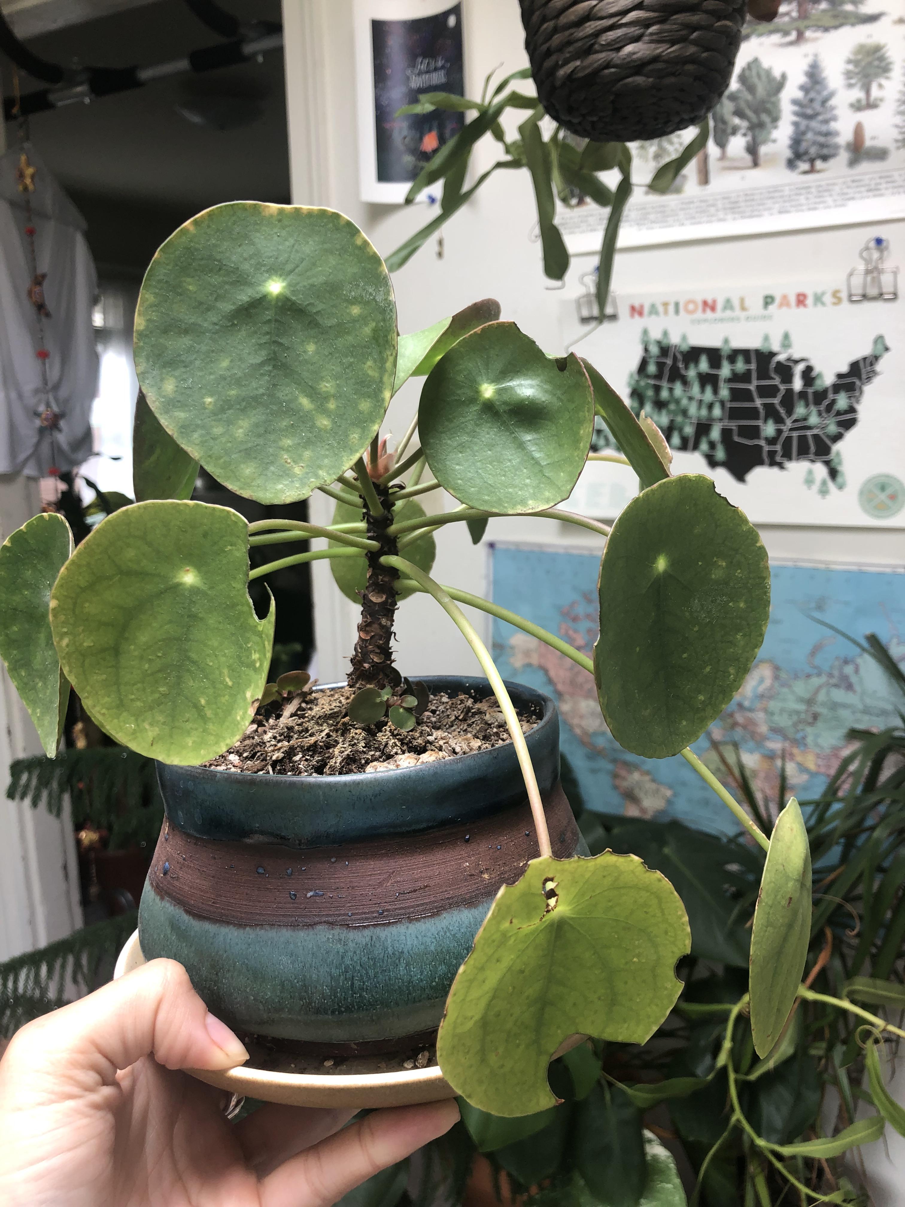 something is eating my plant indoors r/PPeperomioides
