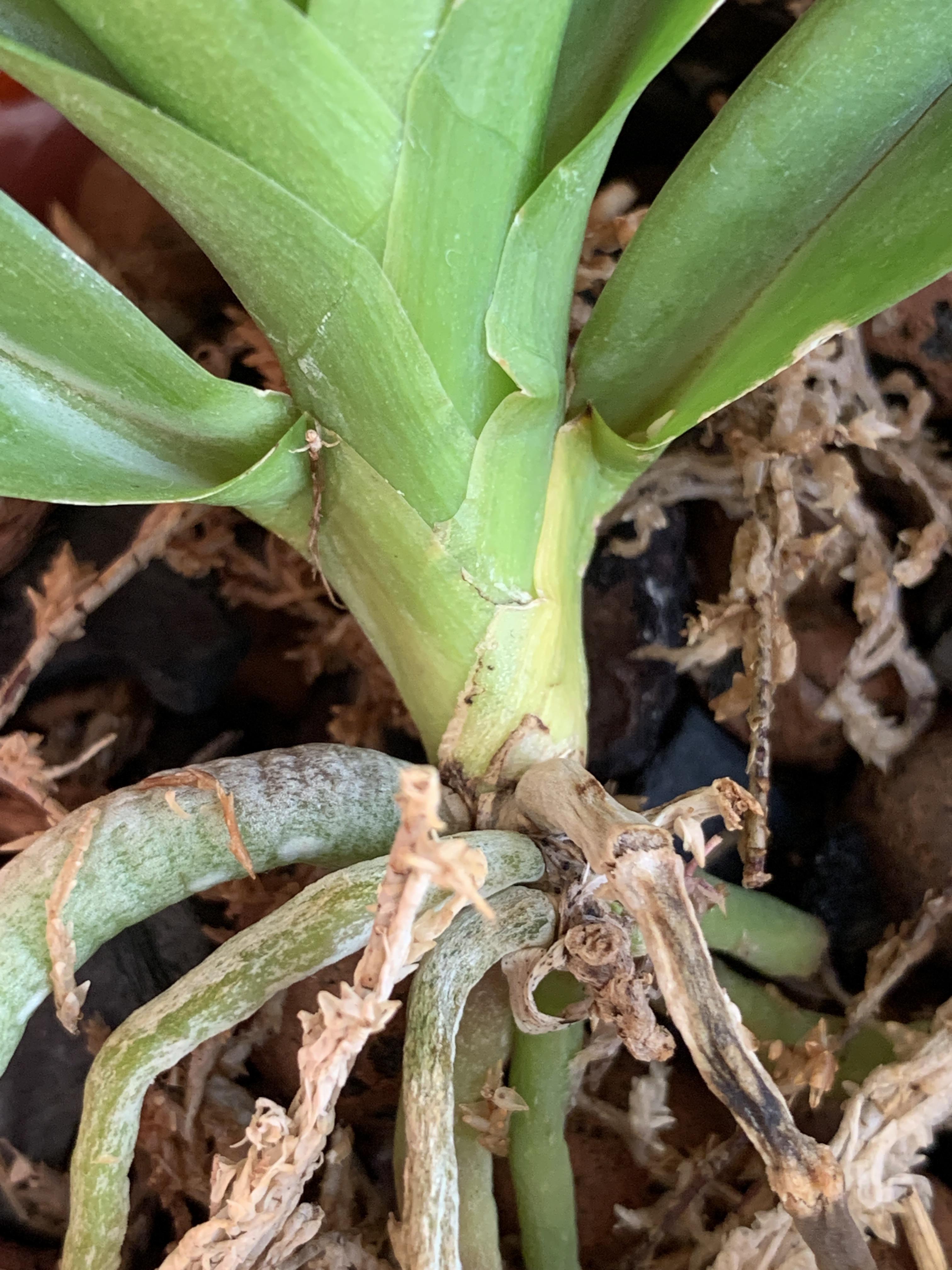 Why is my little Vanda turning yellow? I received them a week ago