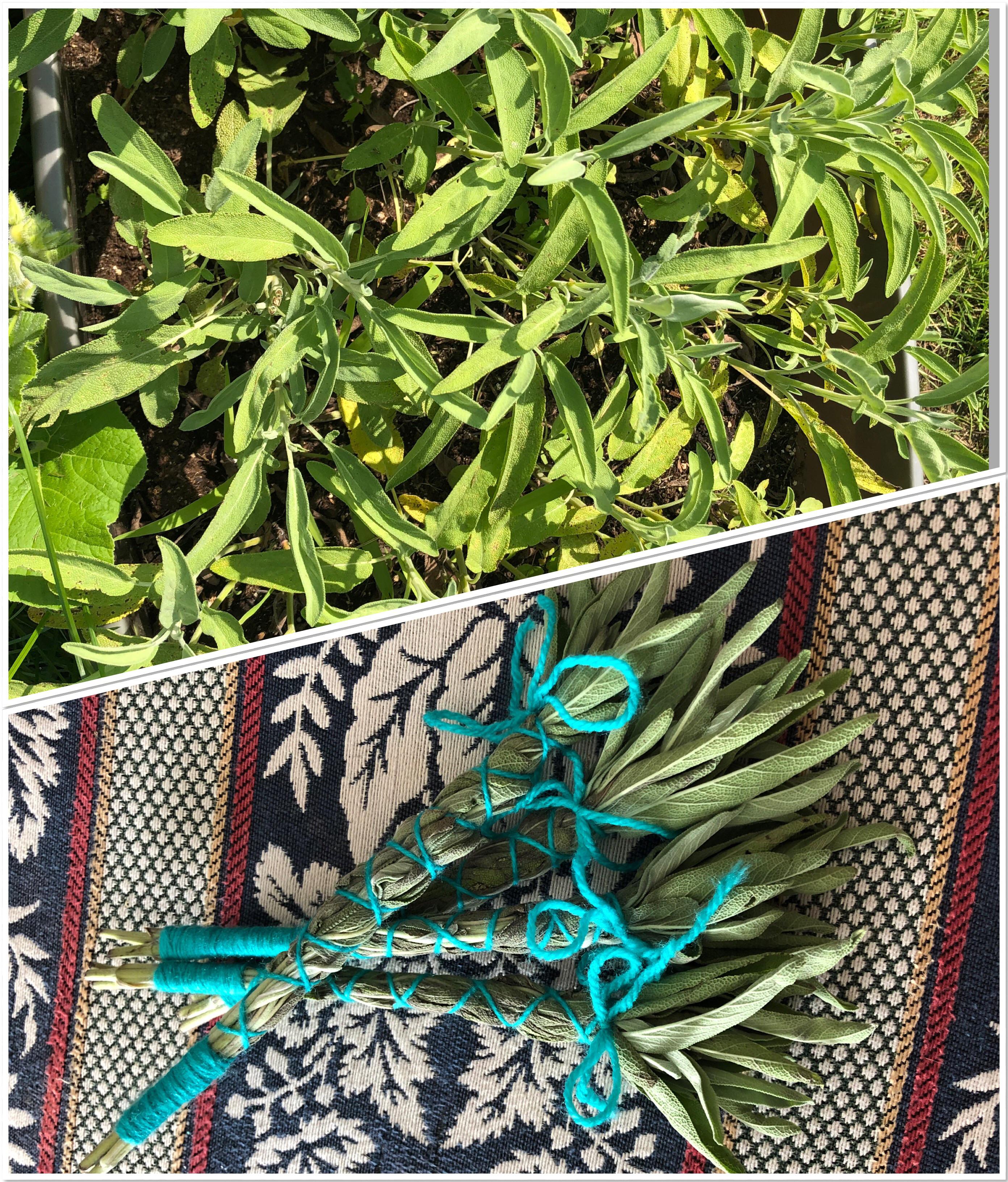 Home grown sage bundles for gifts! 🌱🌙 r/witchcraft