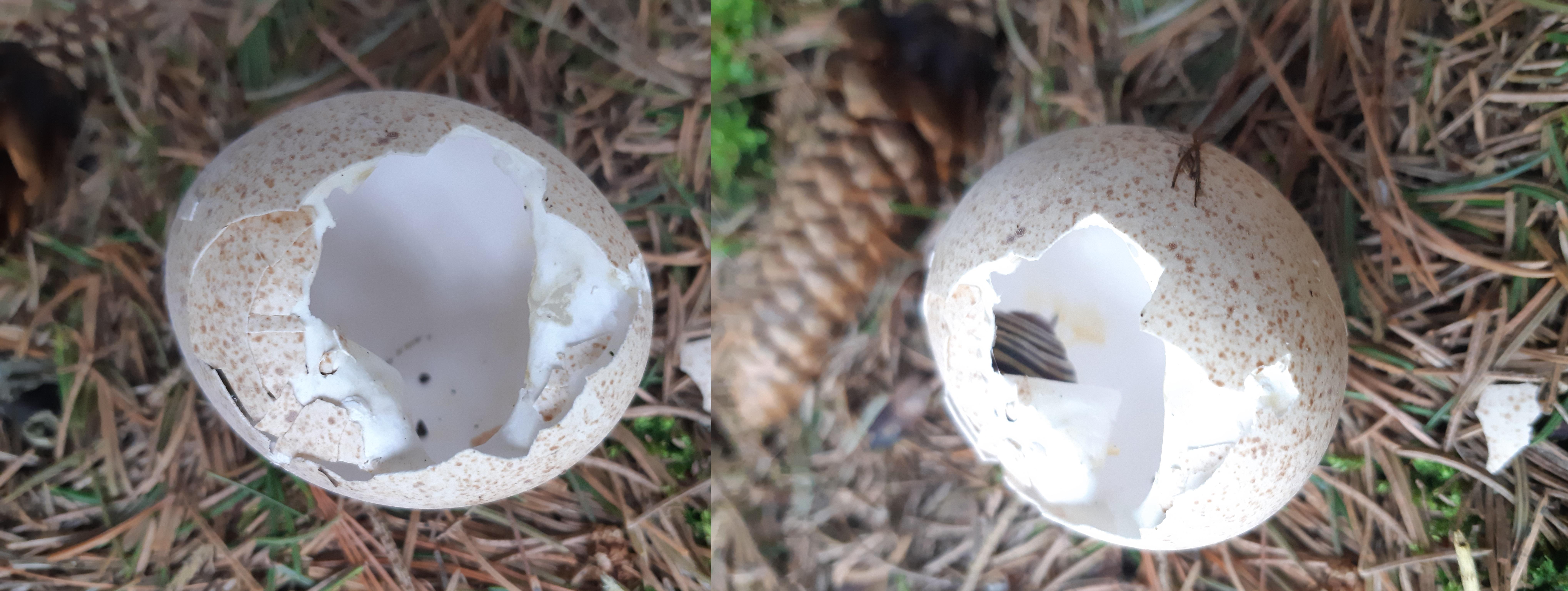 Turkey egg hatched or predation sign? Looking for more cues and clues