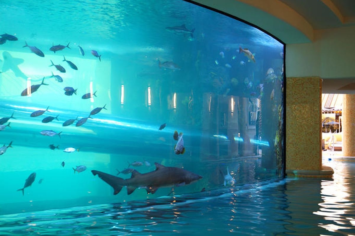 The tank swimming pool at the Golden Nugget in downtown Las Vegas