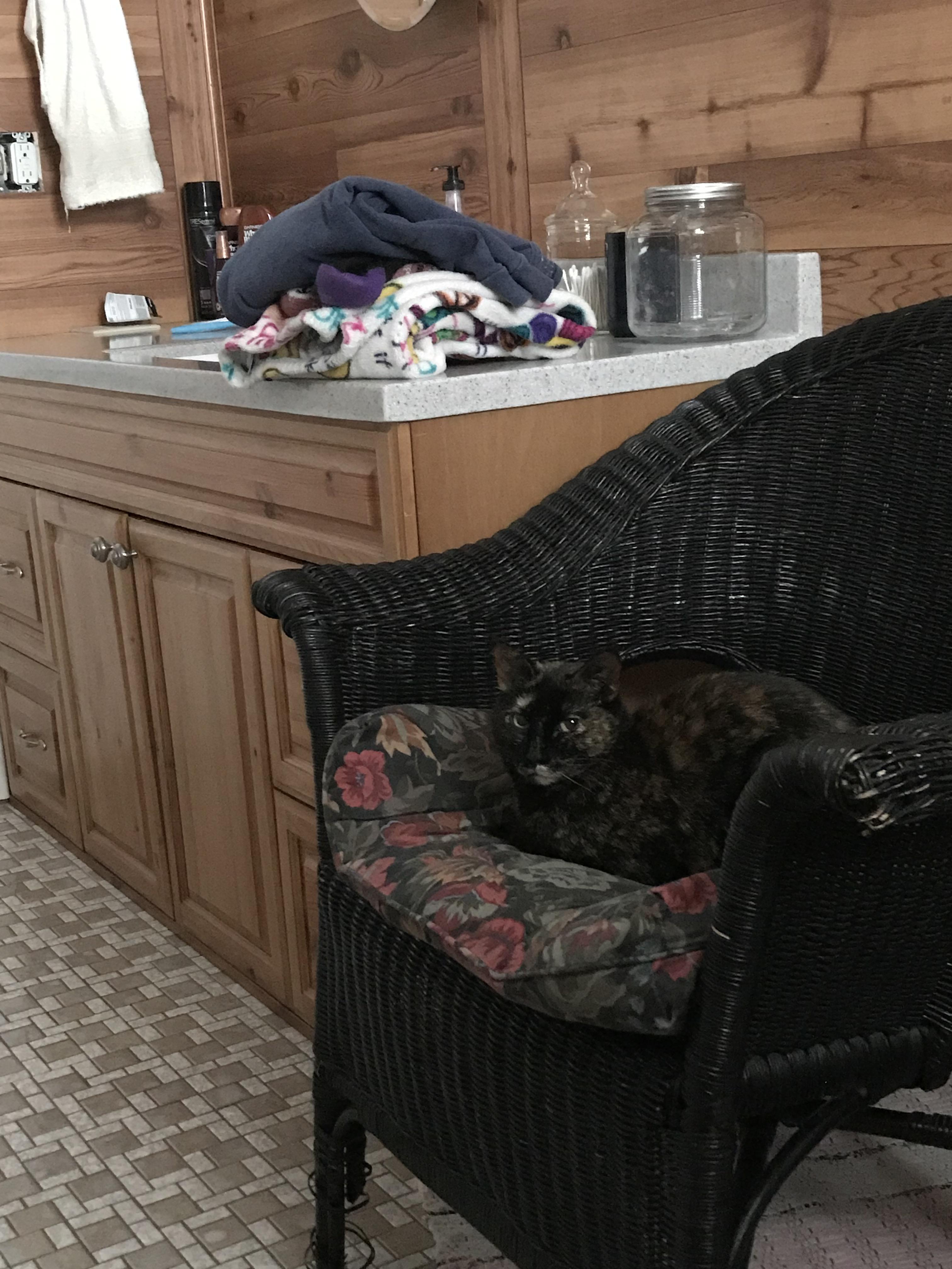 Our fuzzy new bathroom attendant, Duckie r/Catswithjobs