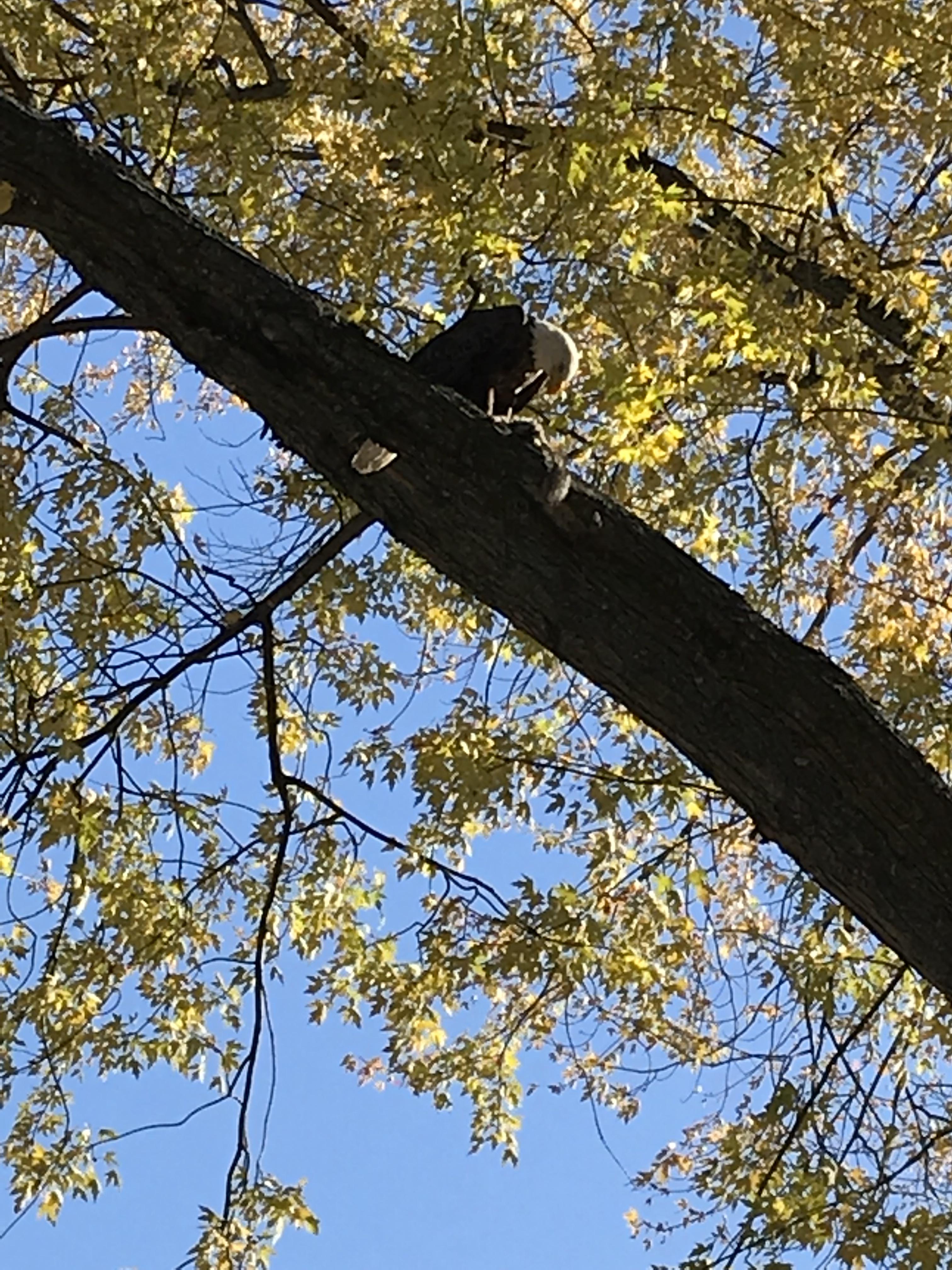 Saw a bald eagle eating a squirrel in my yard today. r/mildlyinteresting