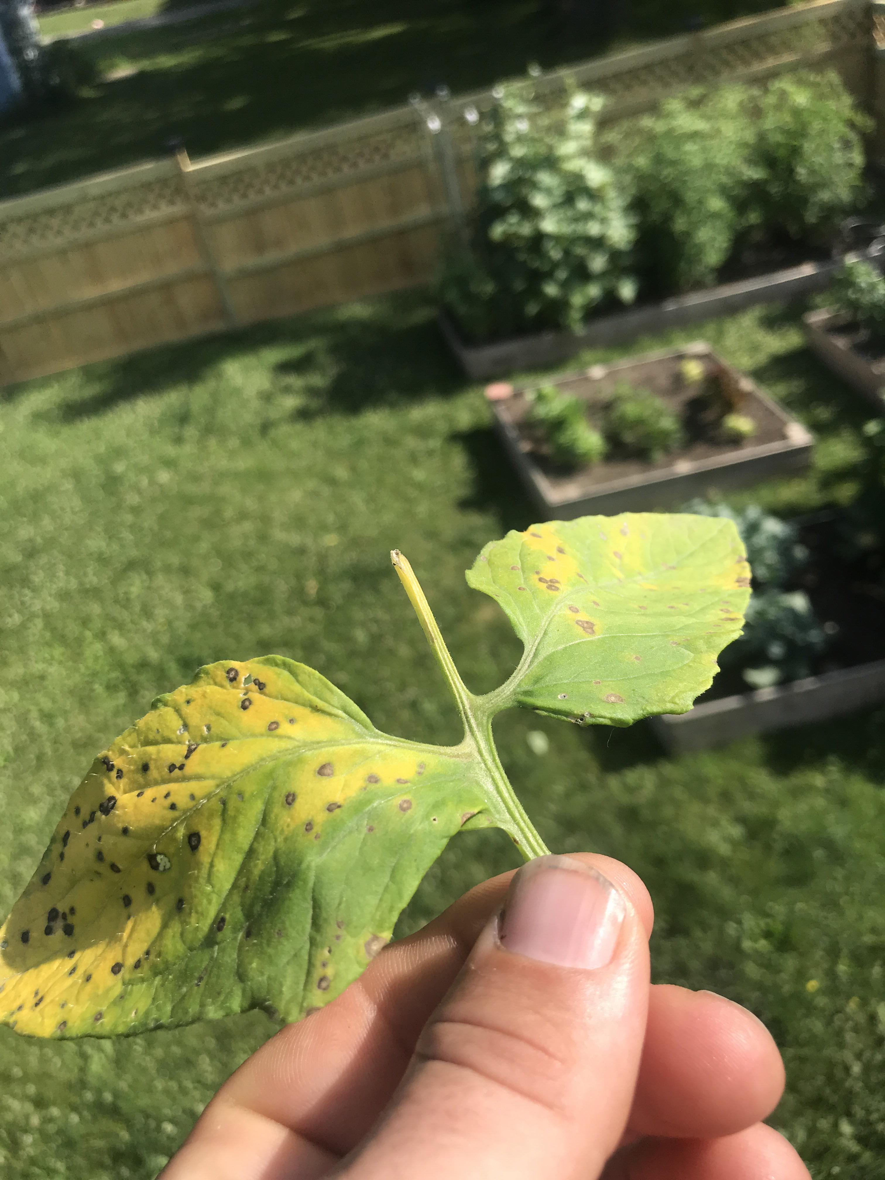 What does the yellowing with black spots mean? Pulled this off of one