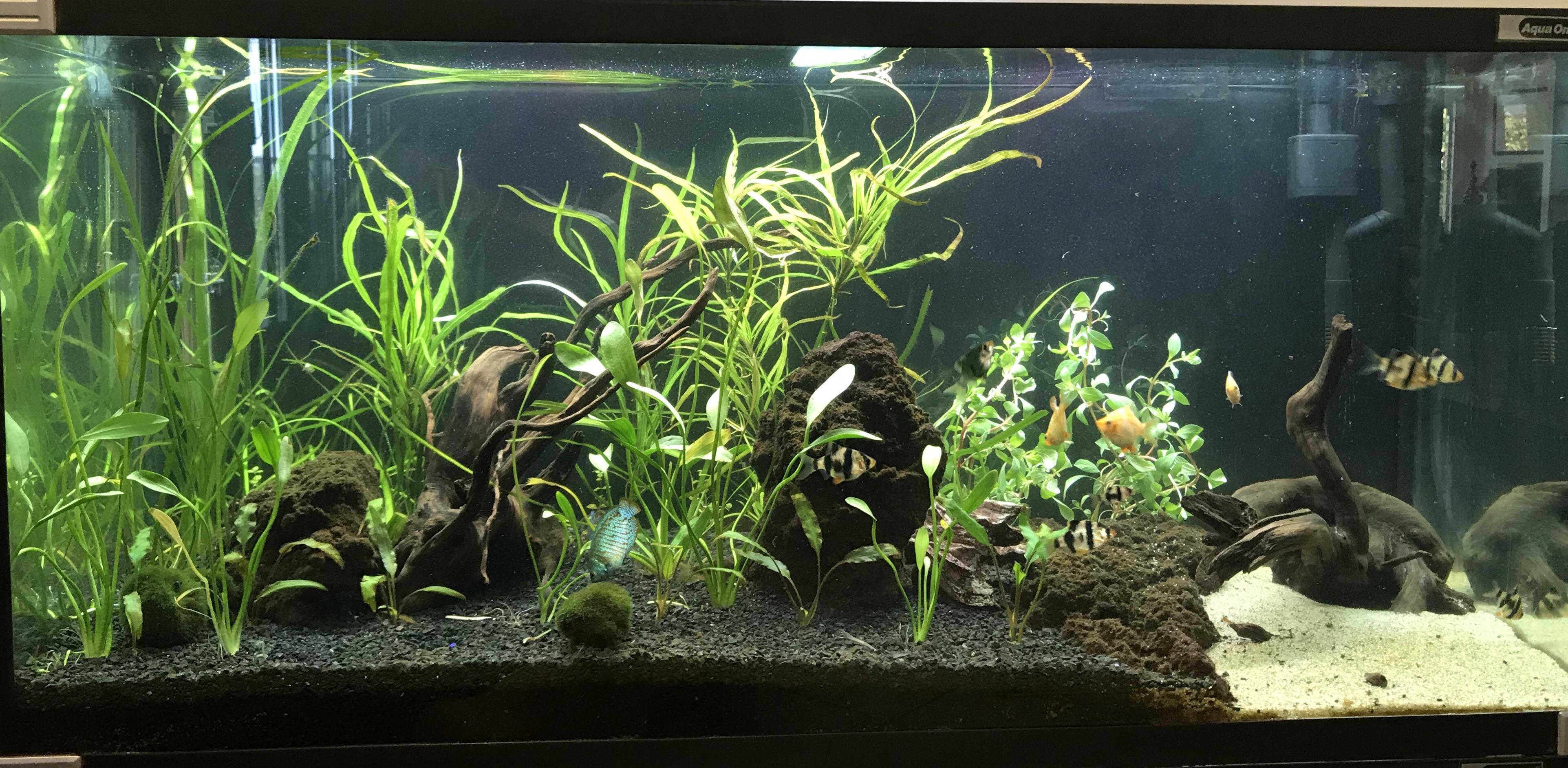 My Tiger barb tank. r/Aquariums