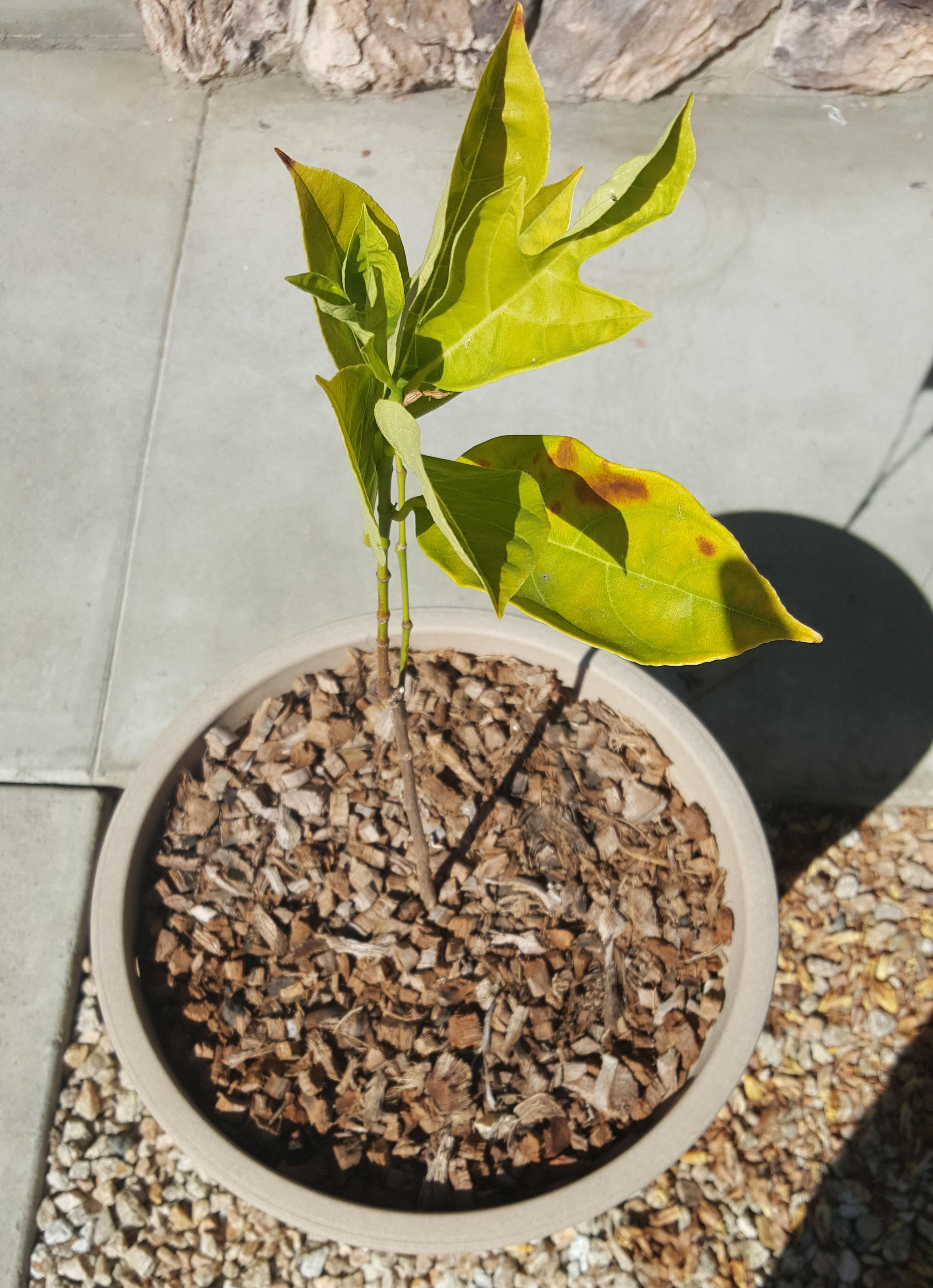 Why are my Jackfruit tree leaves pointing upwards, and getting yellow