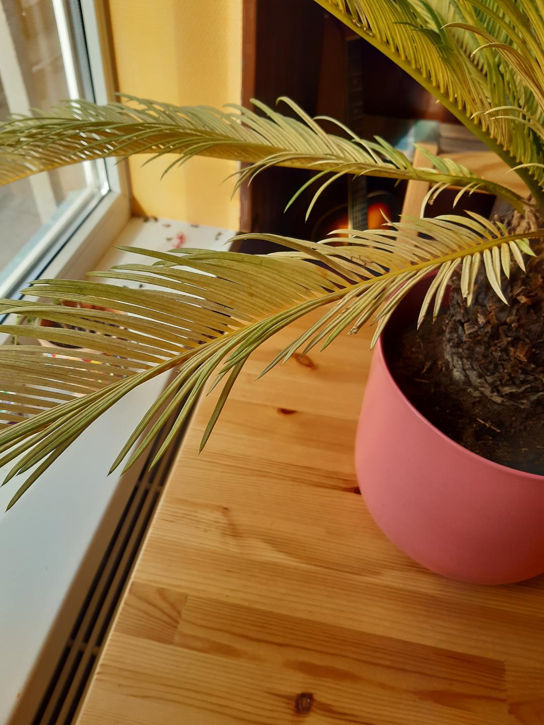 Cycas Revoluta. Can these yellow leaves heal or should I cut them off