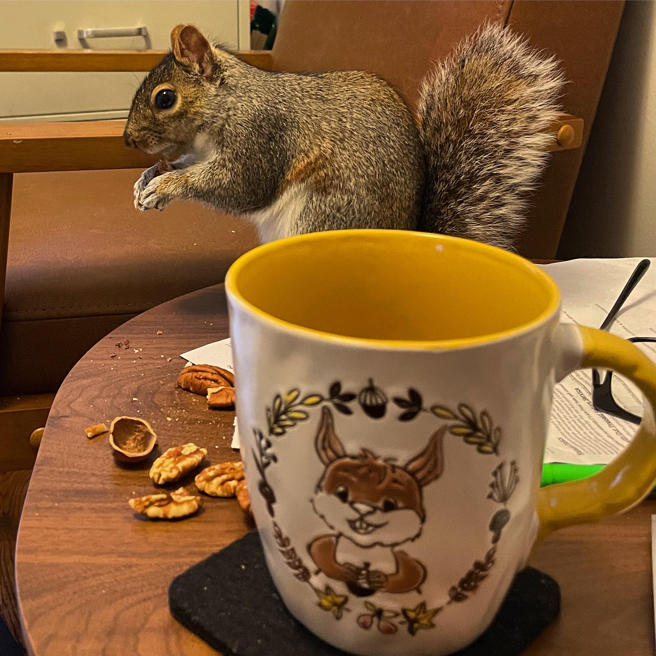 Cute squirrel mug next to a cute squirrel mug r/squirrels