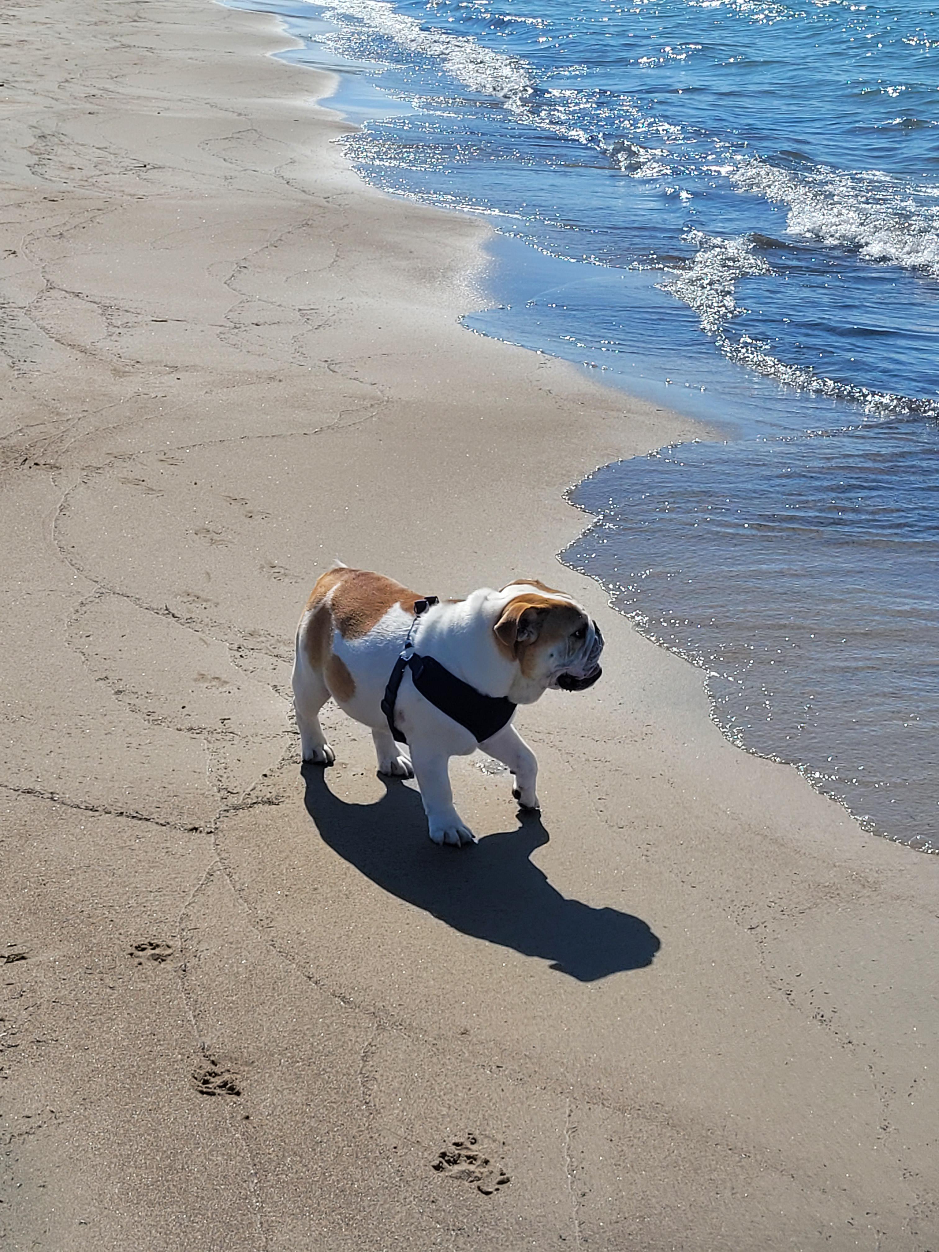Lando's day at the beach r/Bulldogs