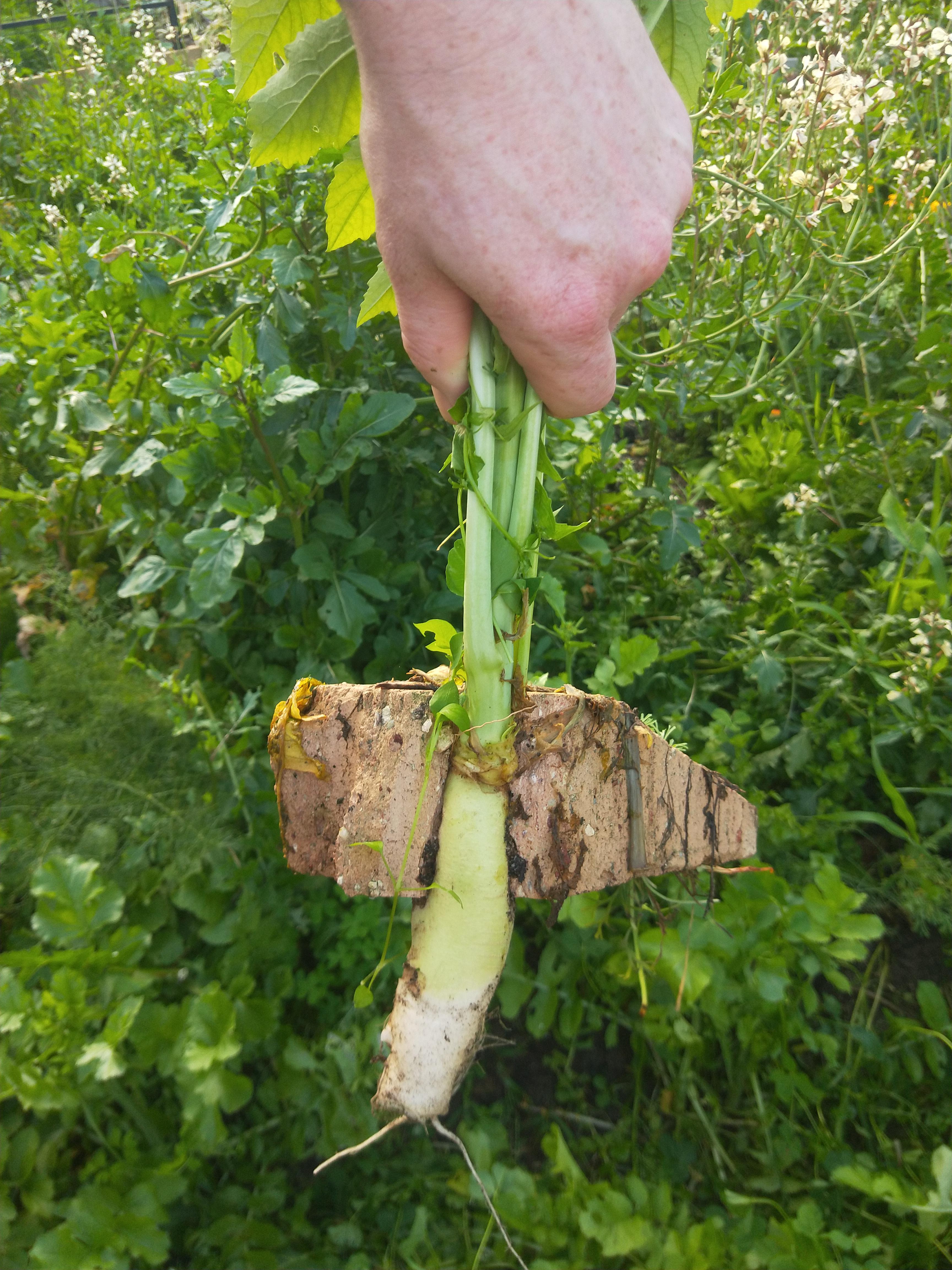 Will Radishes Grow in Clay Soil? BroadPick