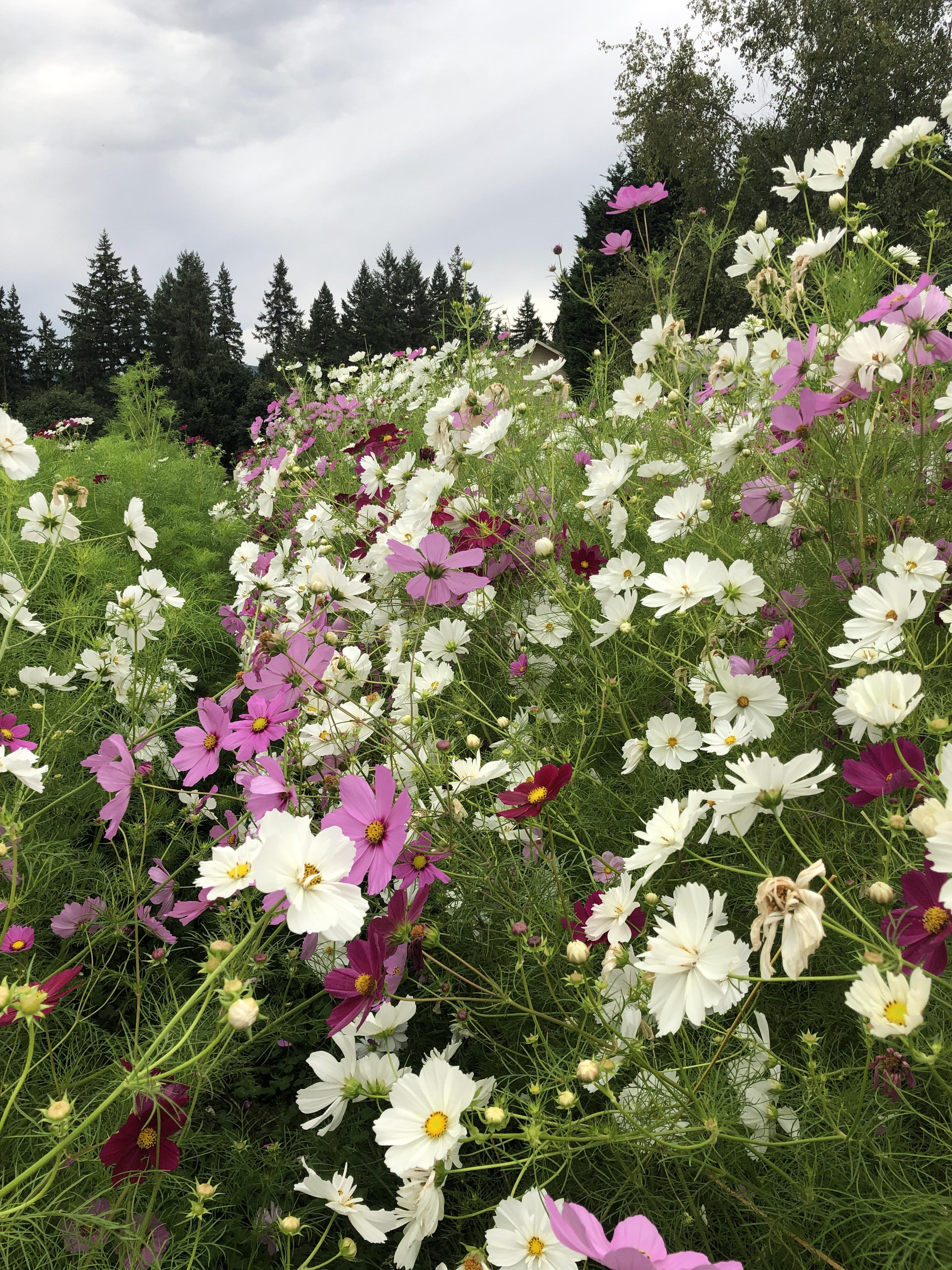 I’m a commercial flower grower, and I think we may have let our cosmos