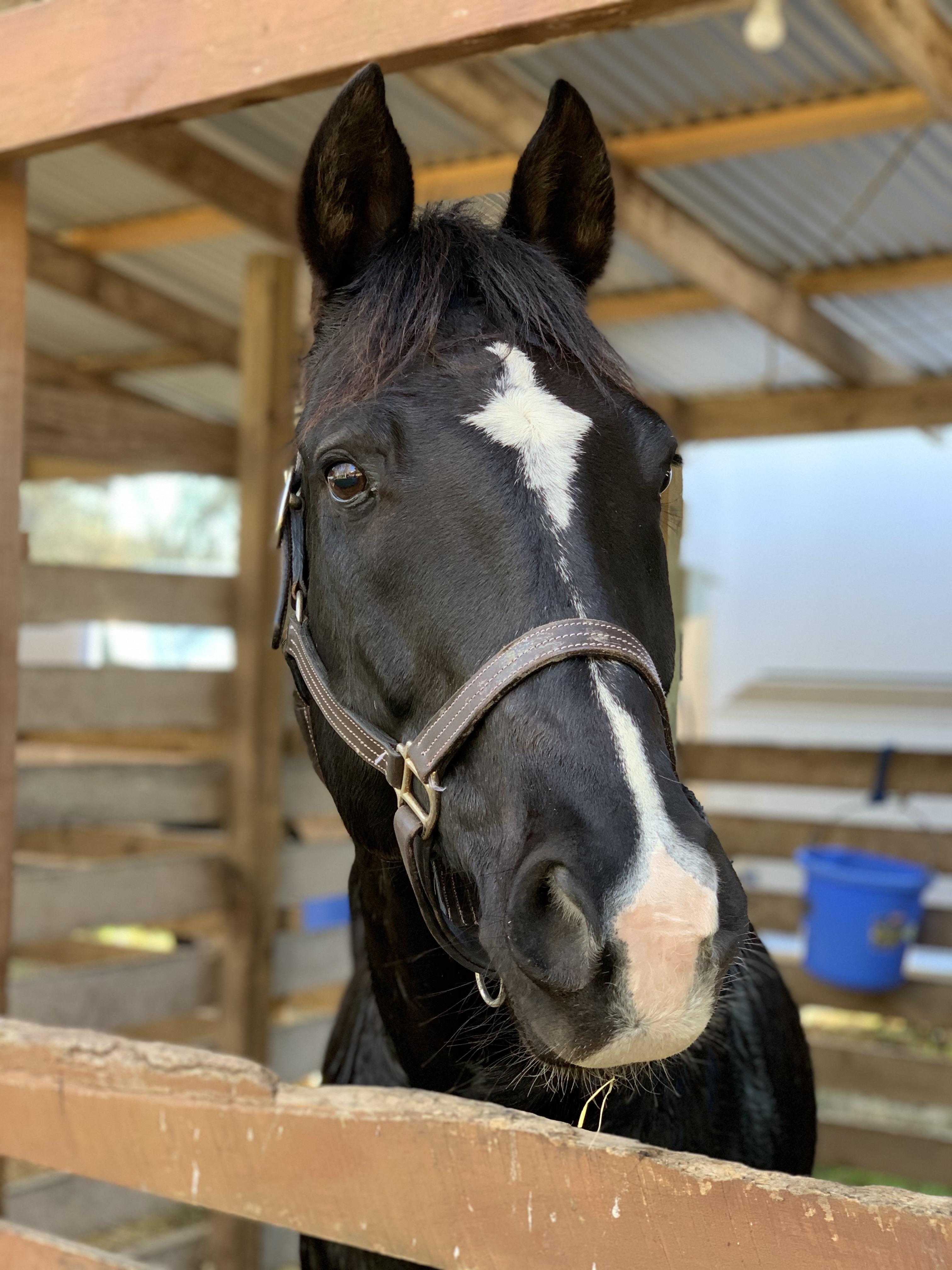 This Dolby, my prized possession, he’s a 16 year old registered Paint