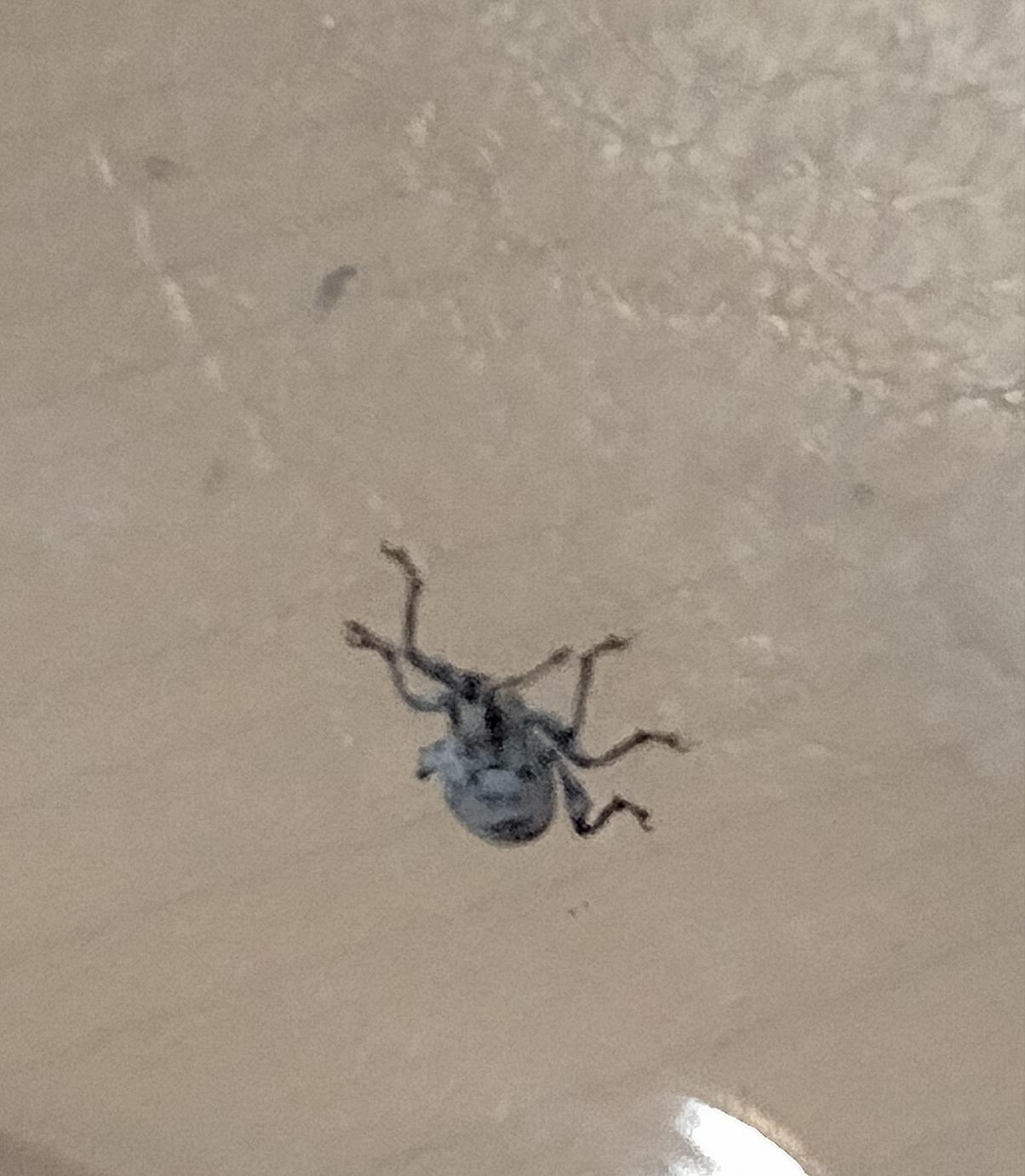 This bug is eating my hibiscus leaves...what is it and how can I get