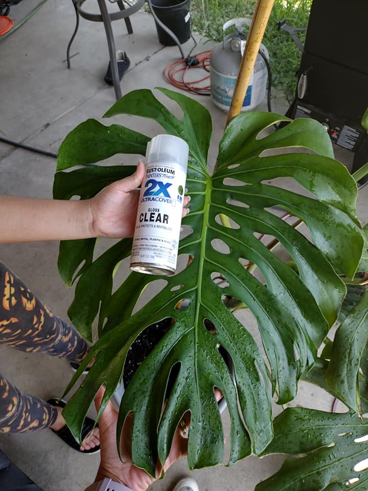 Tired of dull leaves? ClearCoat! houseplantscirclejerk