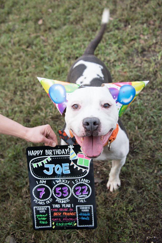 Happy Birthday to Joe, an adoptable dog at Best Friends Atlanta! r