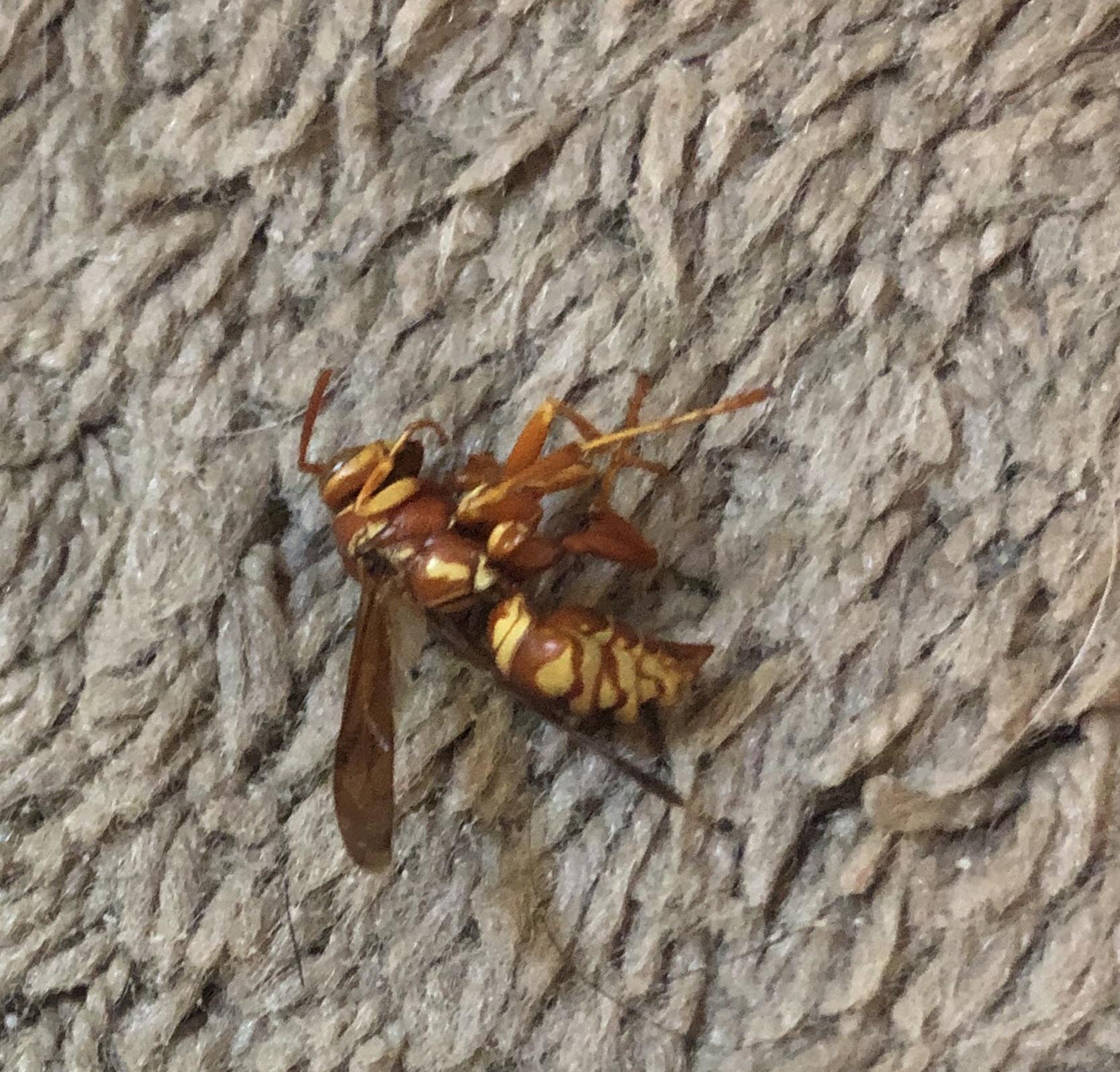 Obviously a wasp, just not sure what type. They keep getting into my