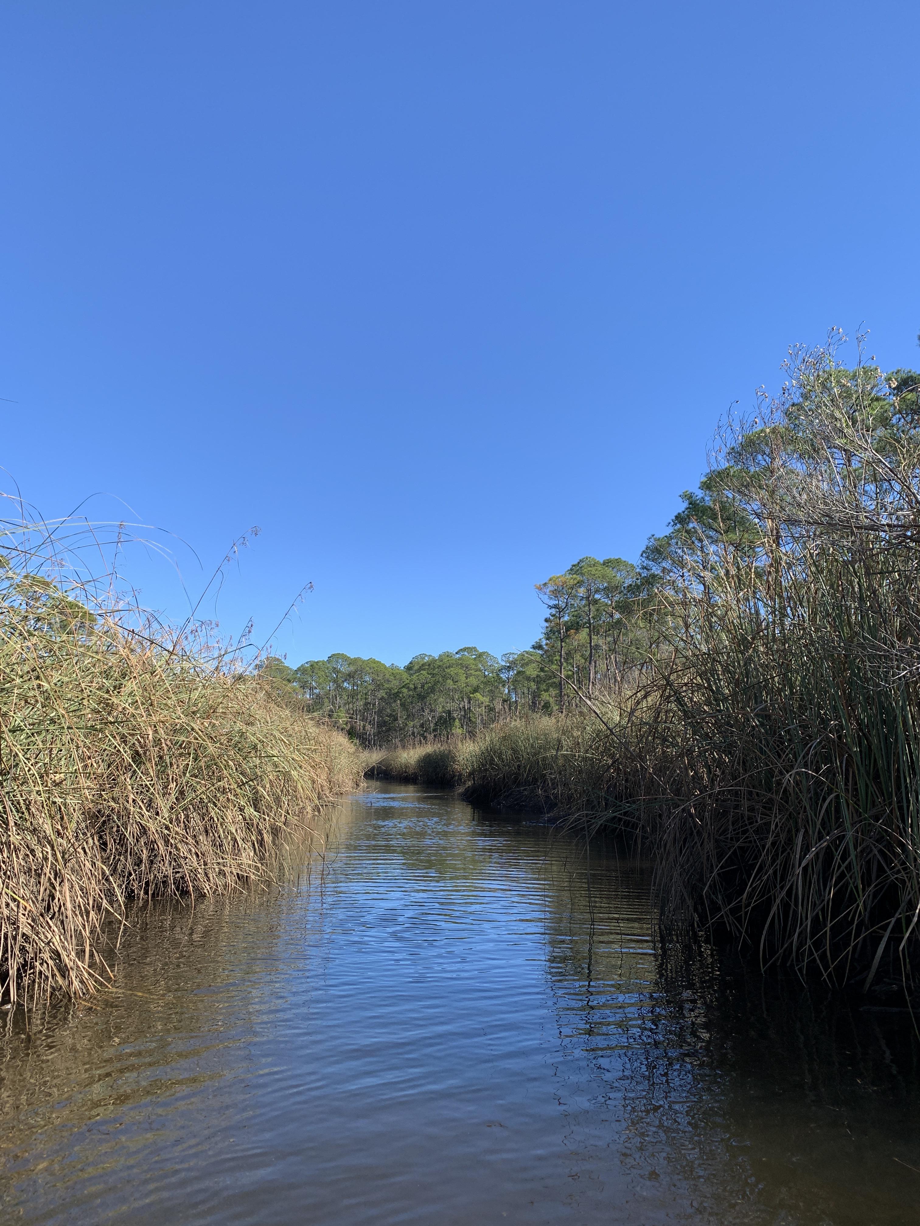 A natural creek, Weeks Bay, AL. r/Alabama