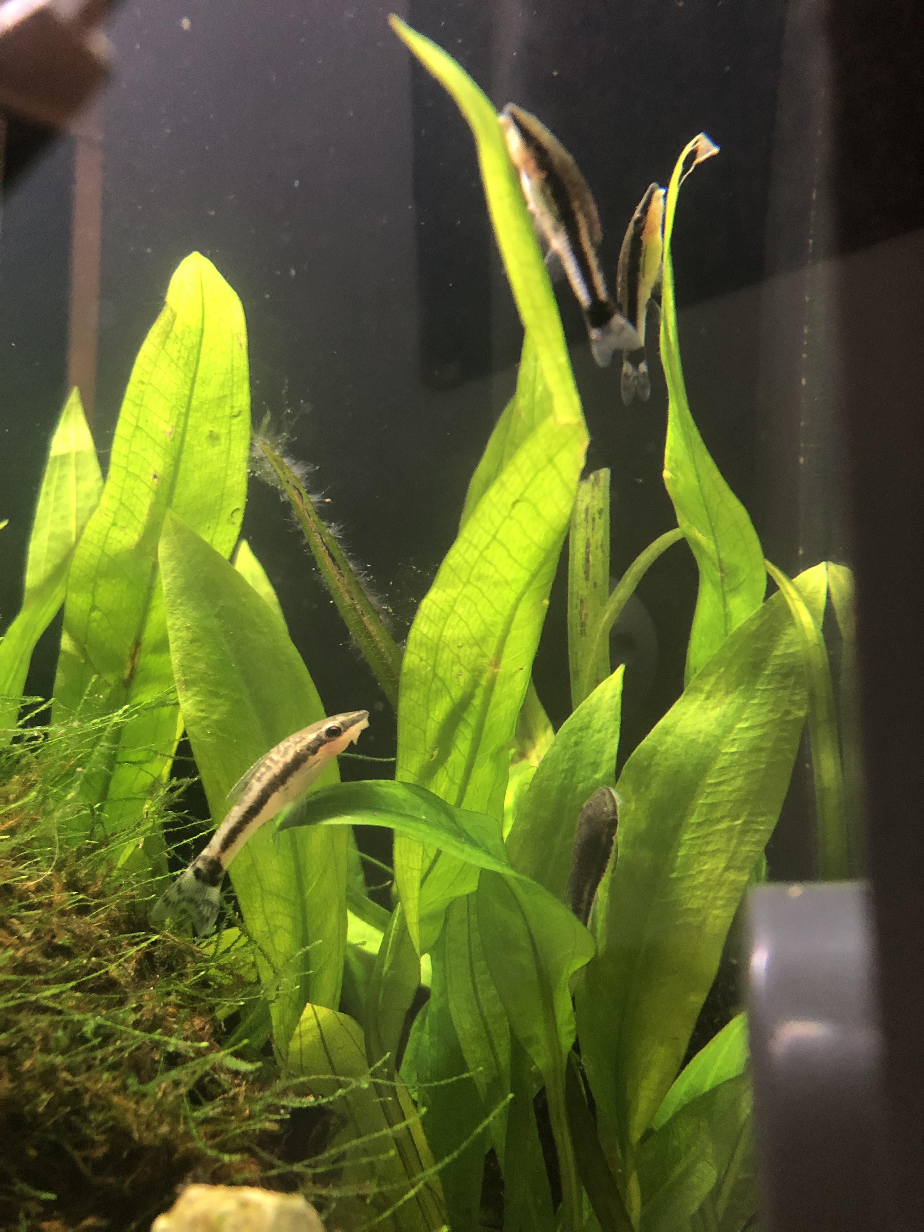 My Otocinclus plant is blooming r/PlantedTank