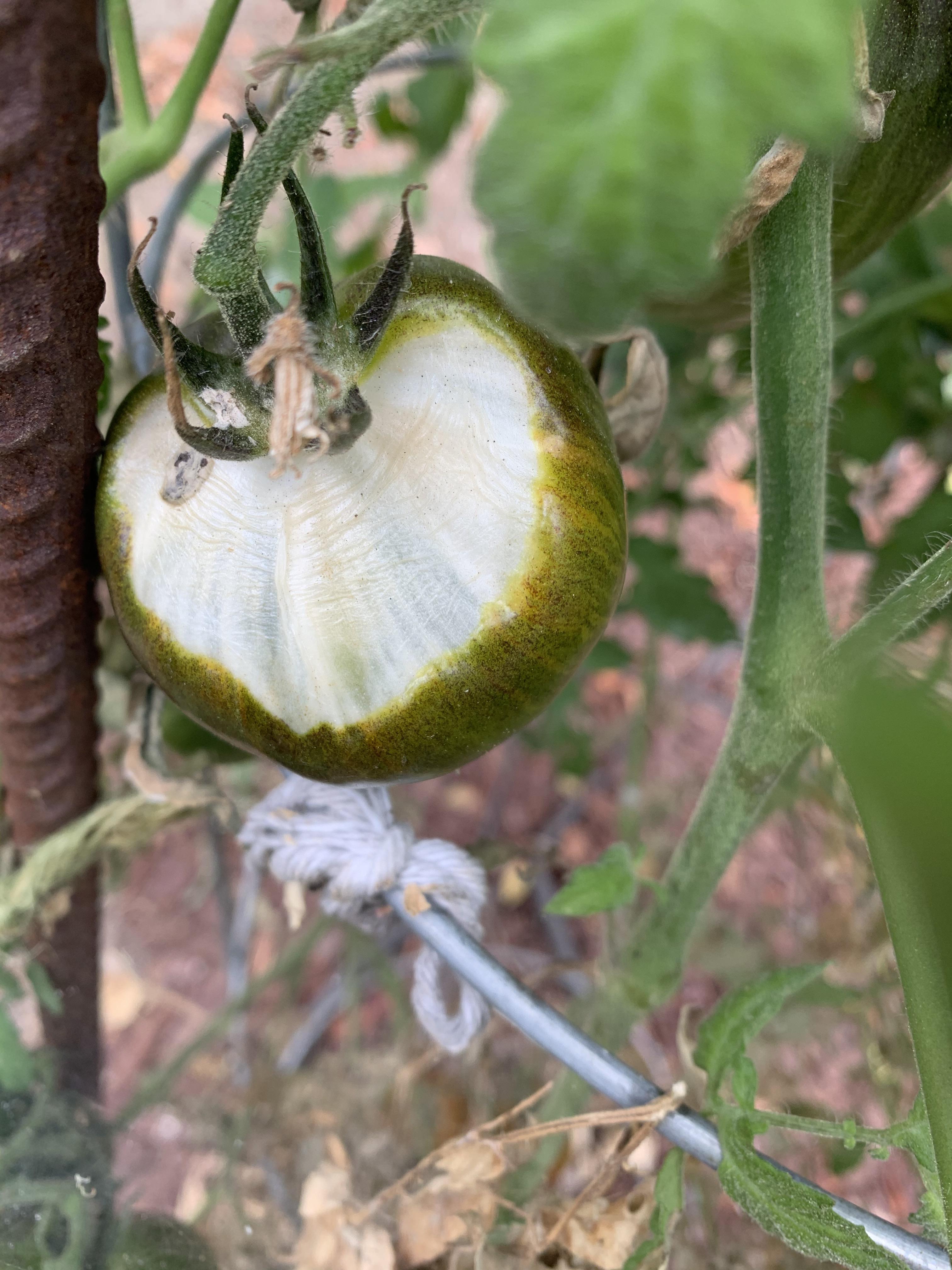 Are my tomatoes getting too much water? gardening