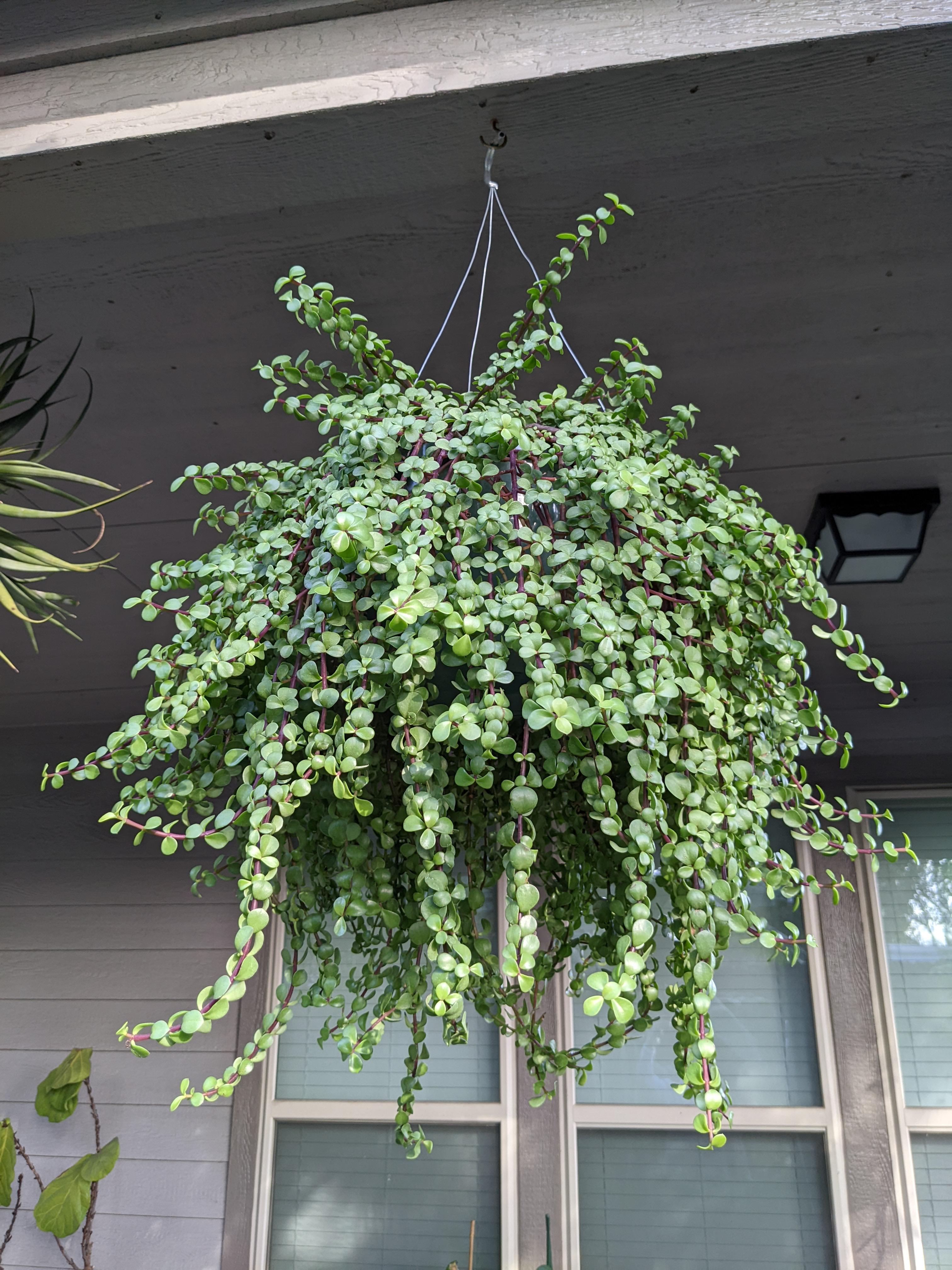Hanging Jade r/Jadeplant