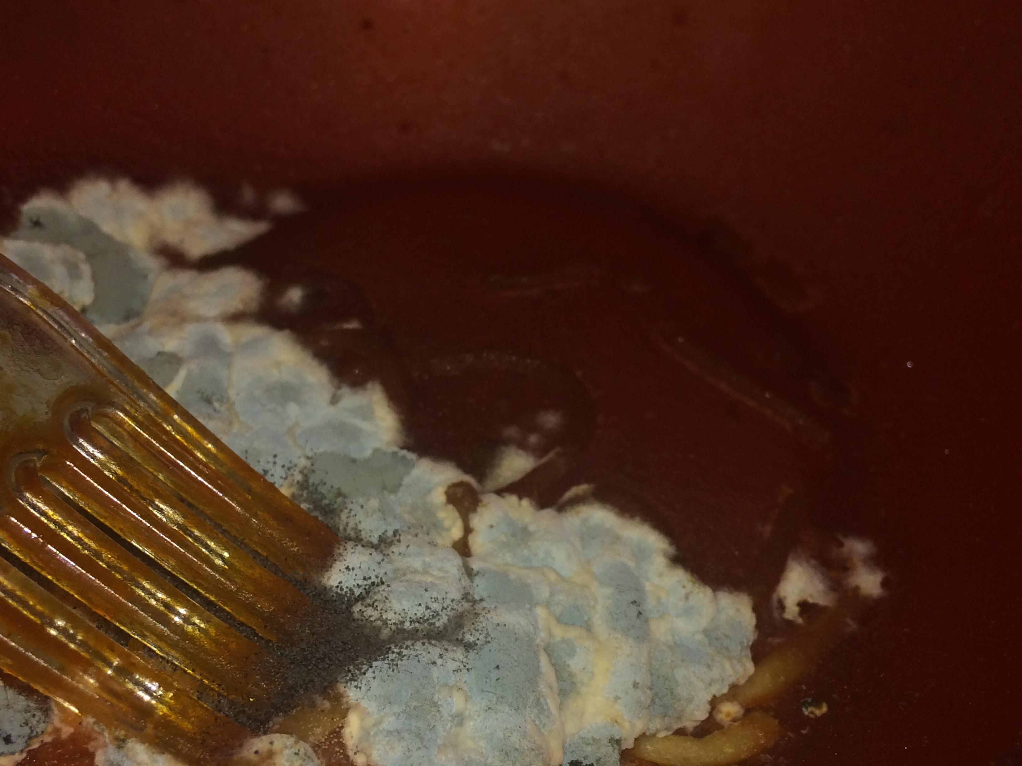 Spaghetti! What kind of mold is this? r/MoldlyInteresting