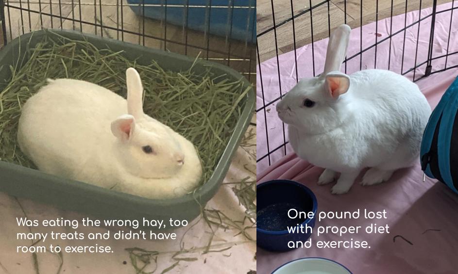 Poor bunny was overweight with the wrong hay, too many treats and no