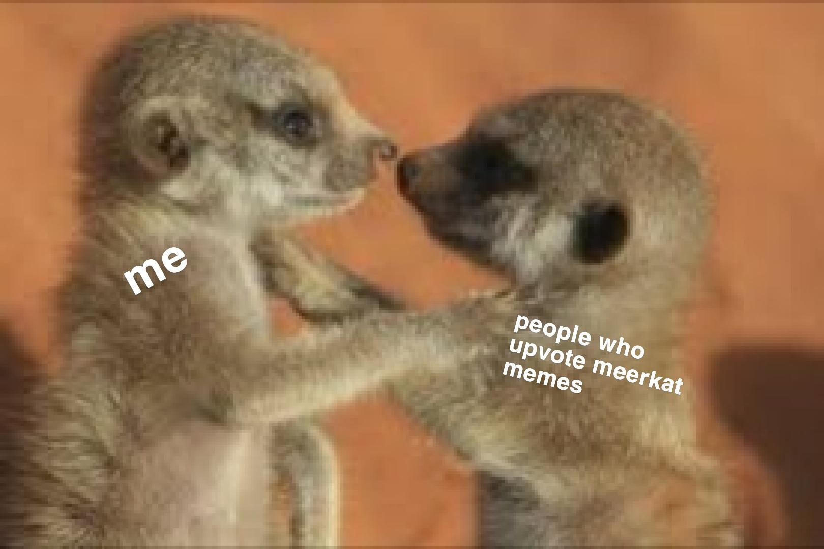 fresh meerkat OC r/memes