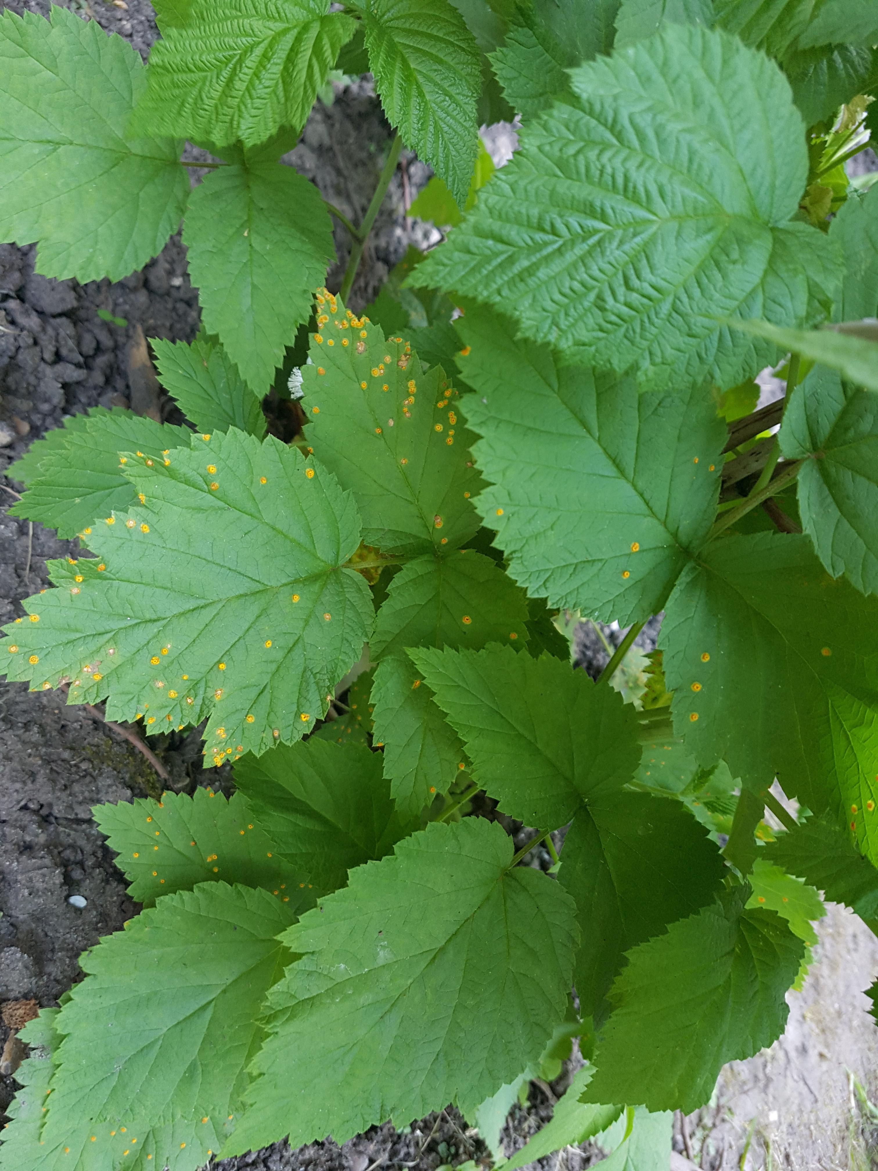 Yellow spots on raspberry plant? r/gardening