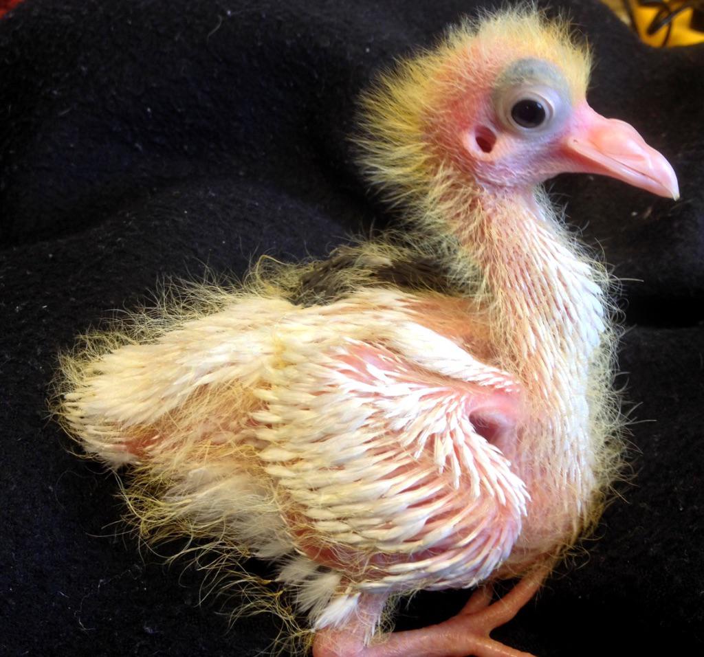 I bet you’ve never seen a baby pigeon interestingasfuck