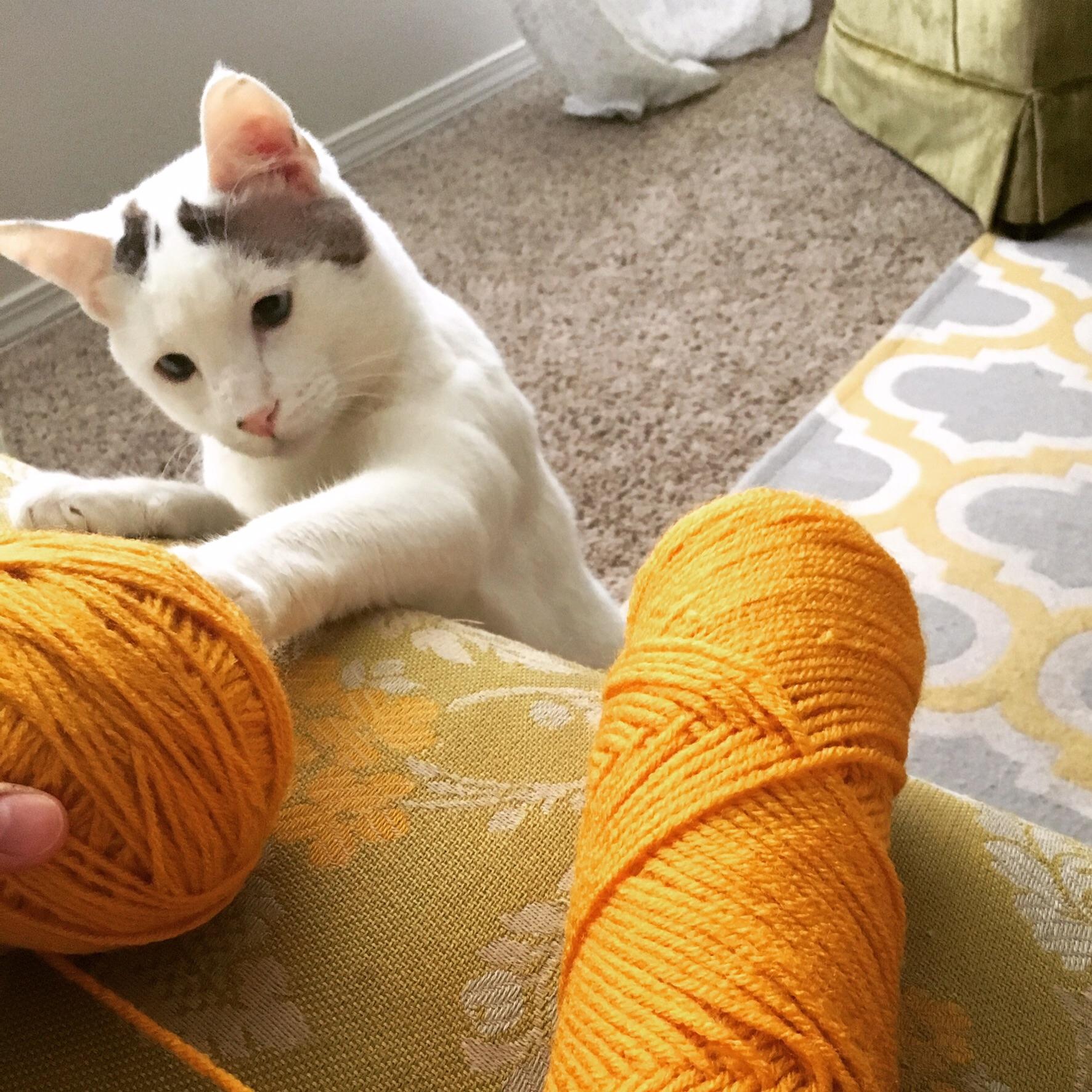 Hank loves yarn. It makes crocheting around him difficult, but he's so