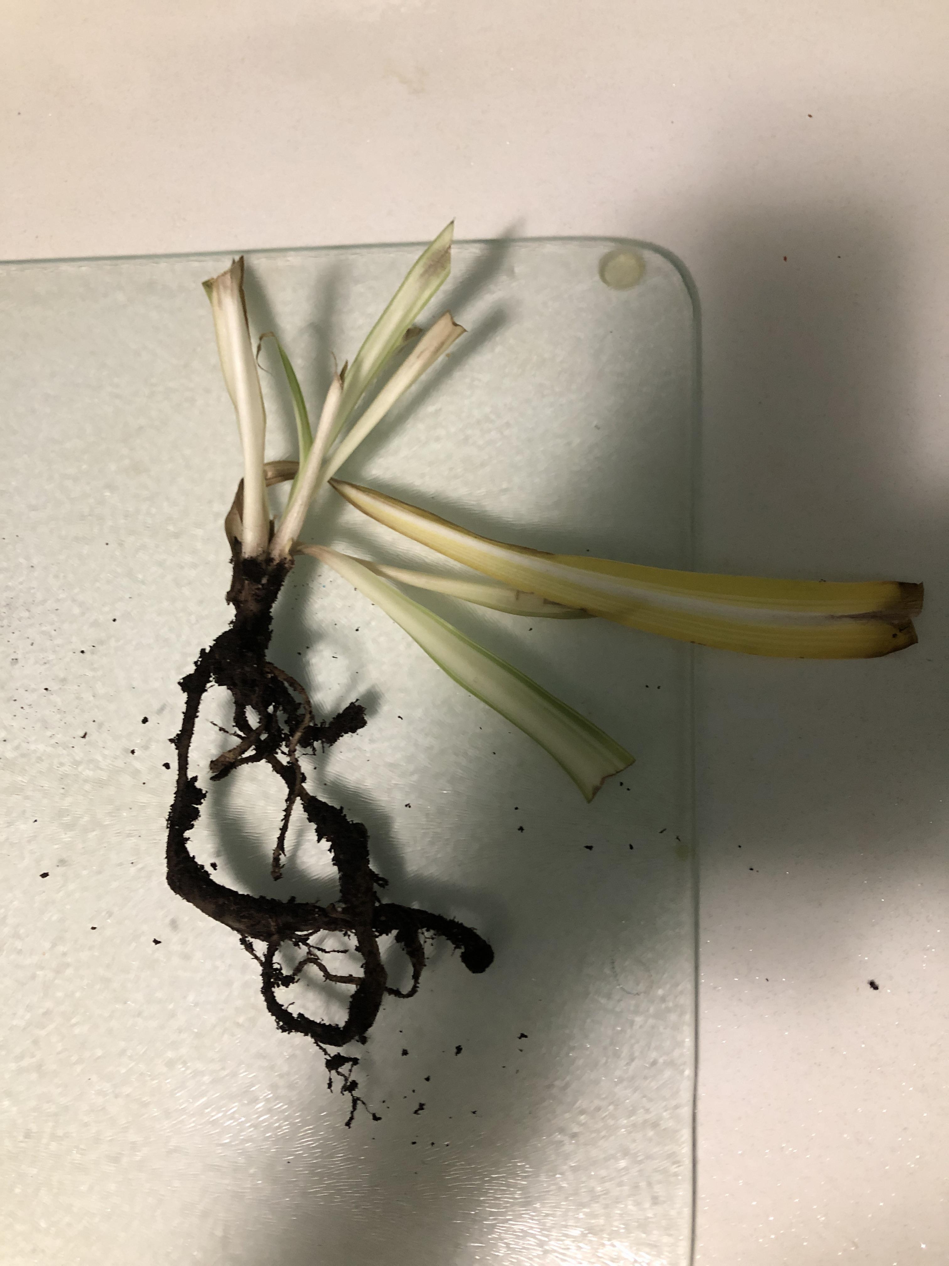 Major root rot spider plant, any way to save it? All it’s roots are