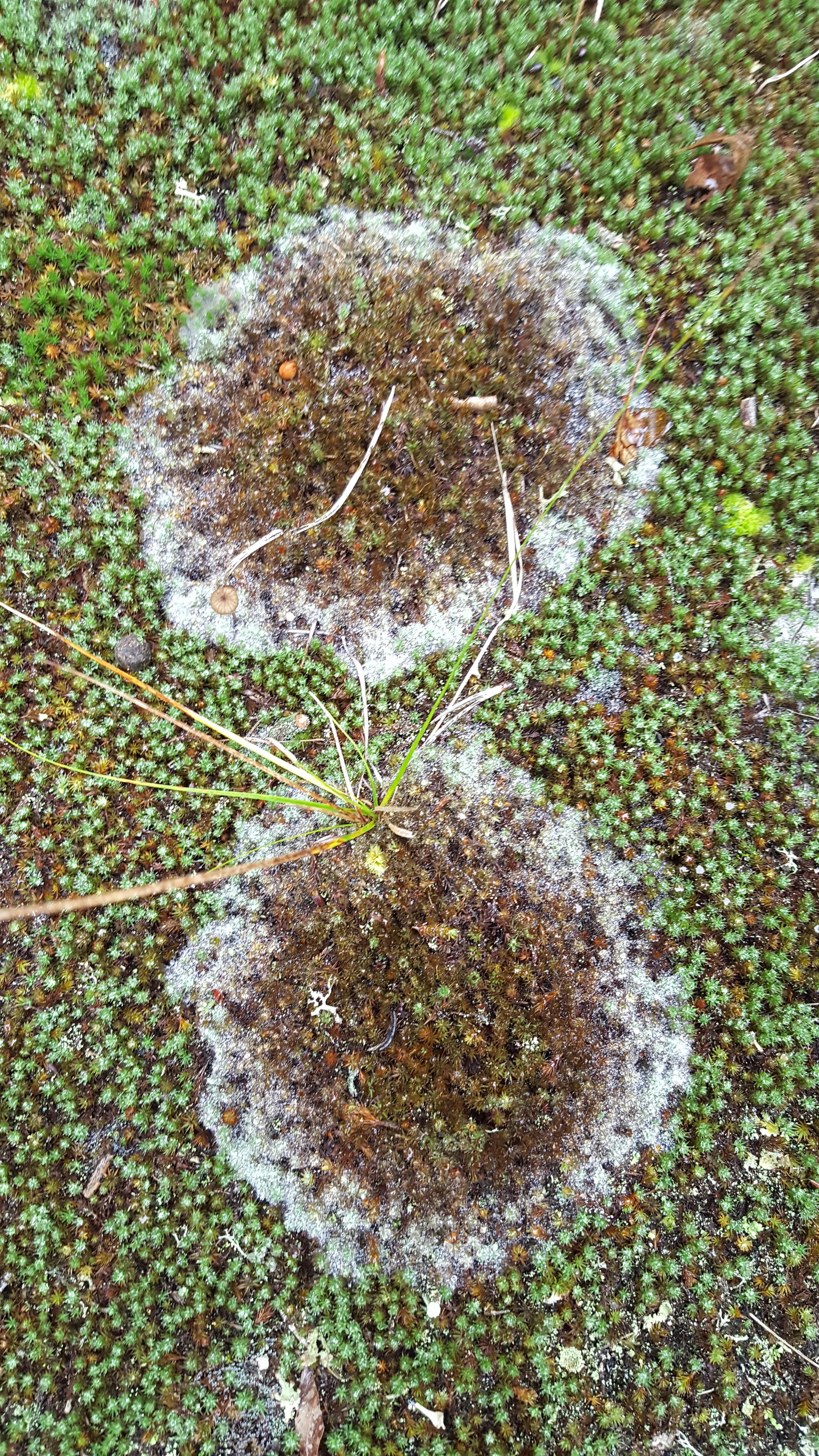What kind of fungal patch disease is this in a polytrichum moss in