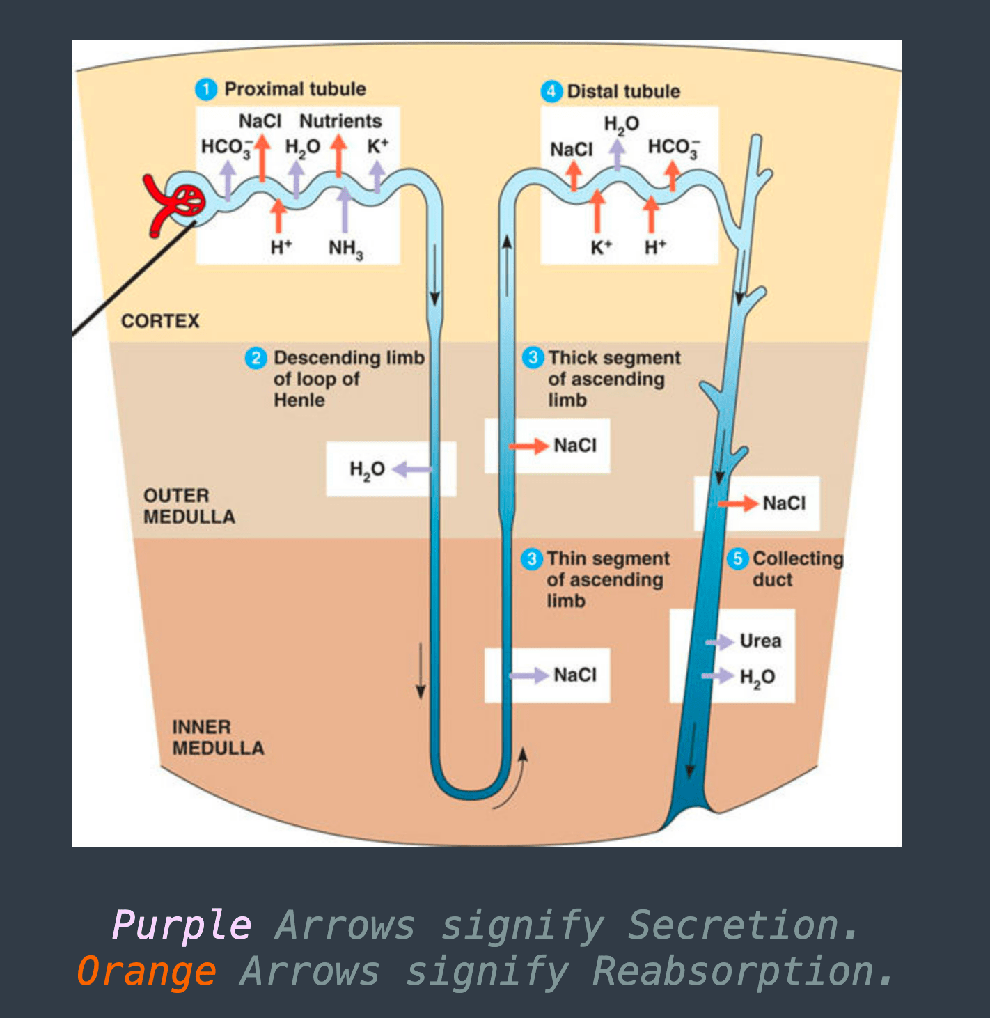 Jack Sparrow “Misc” biology cards AnkiMCAT