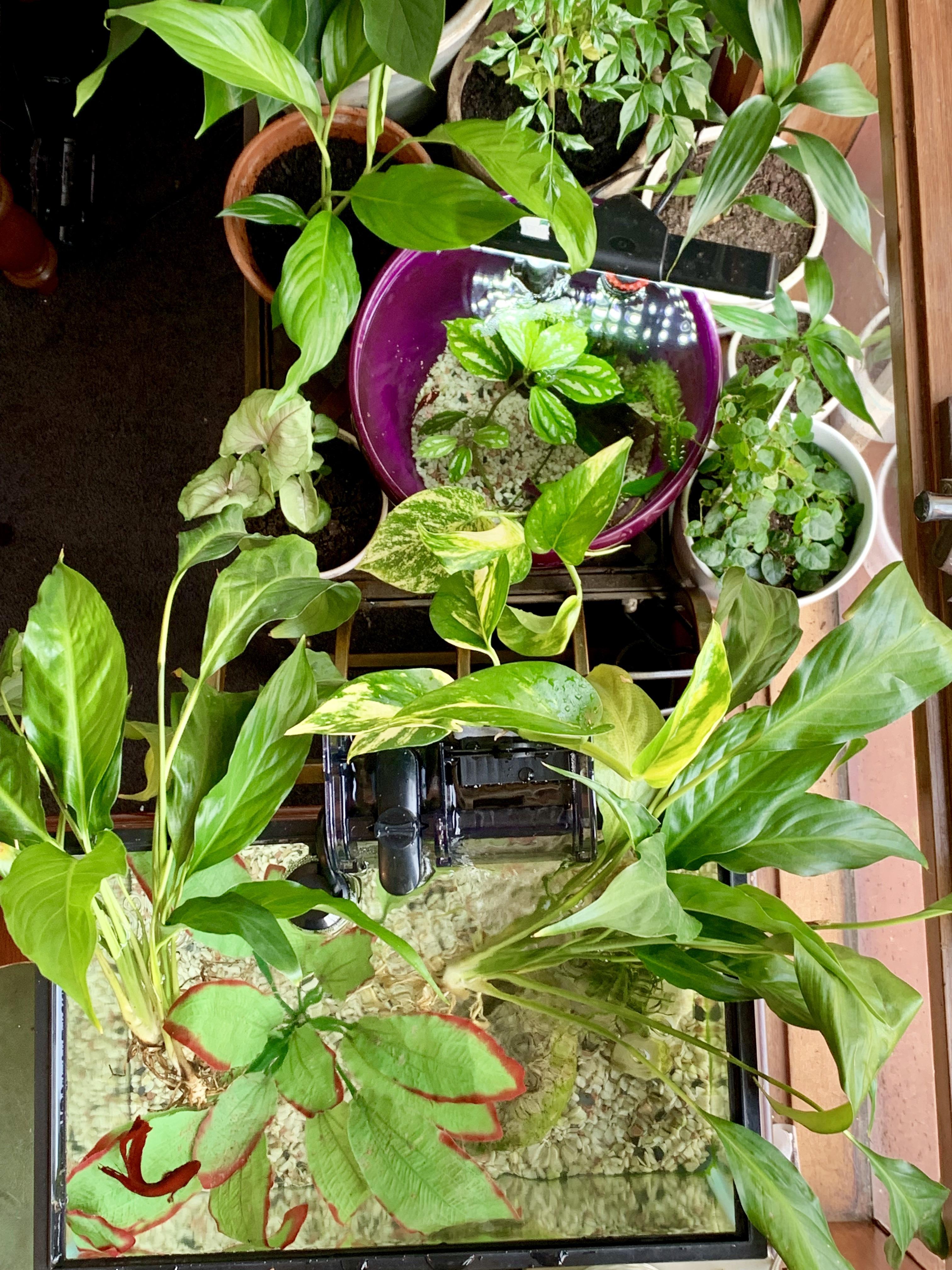 Using my indoor garden to filter my Betta fish tanks. Using Golden
