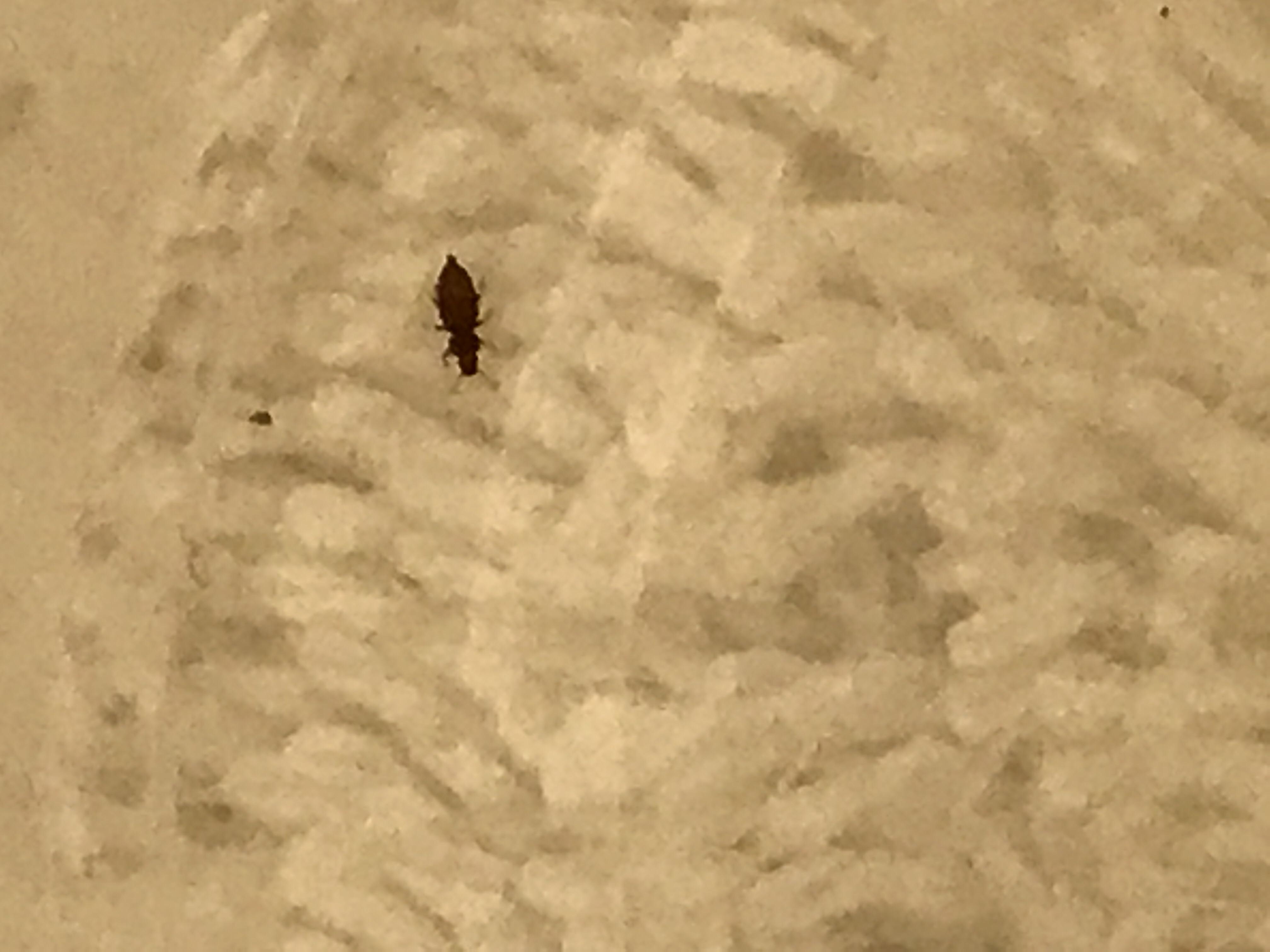 Bed bug or head lice? Something else? Help me Id this please r/Bedbugs
