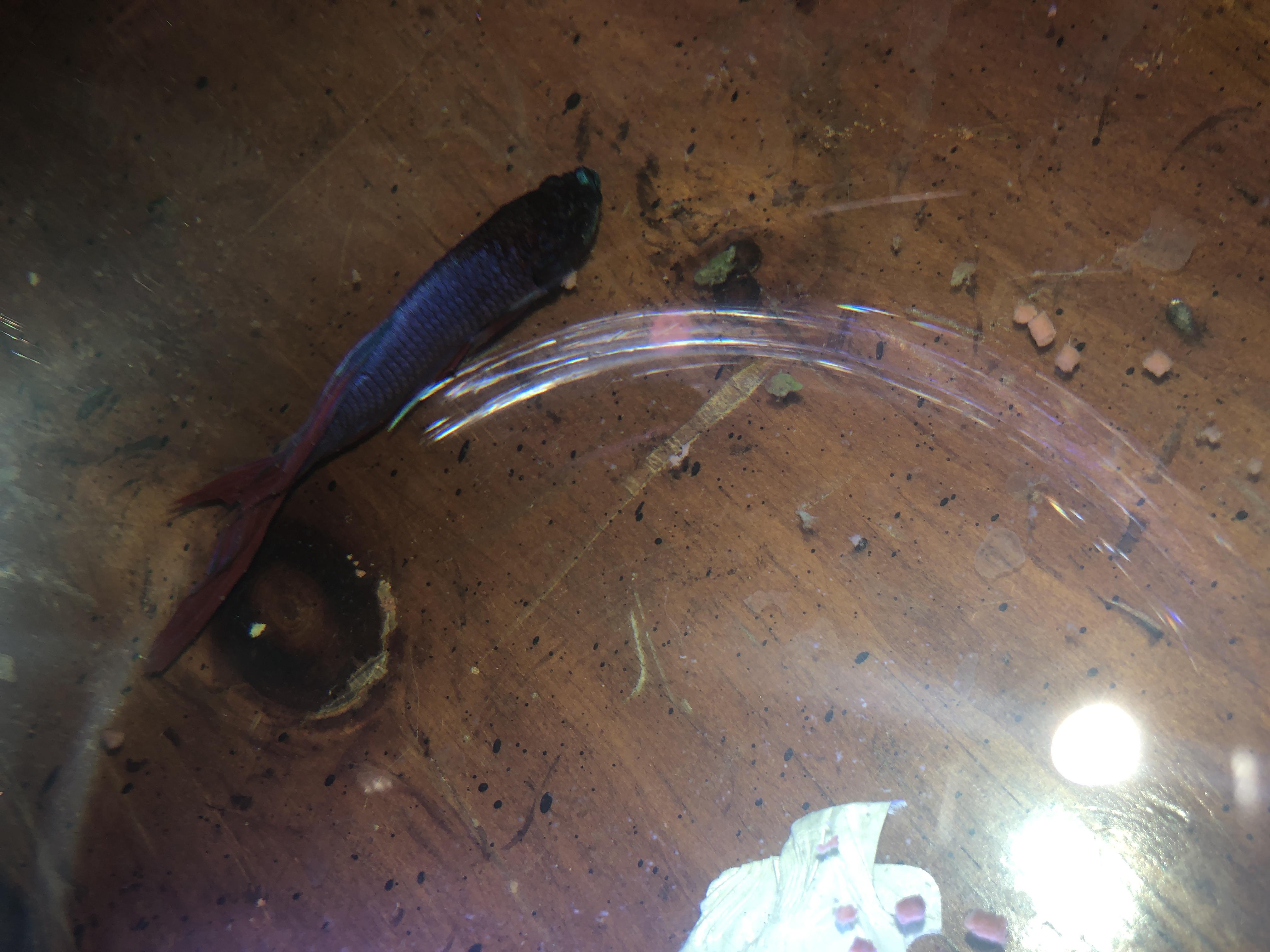 My poor baby got ick! I don’t know how. He’s in quarantine rn and the