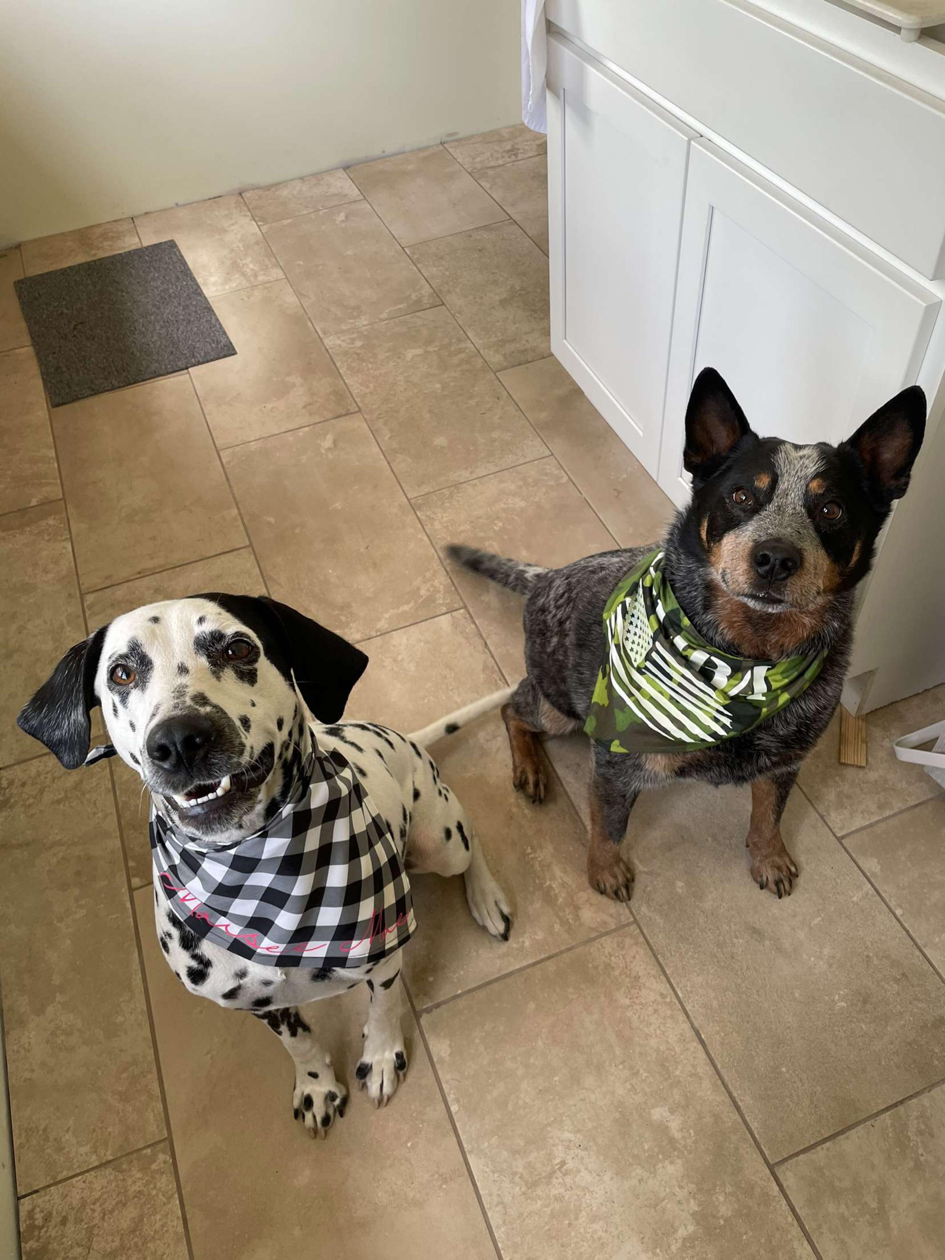 Good doggos r/dalmatians