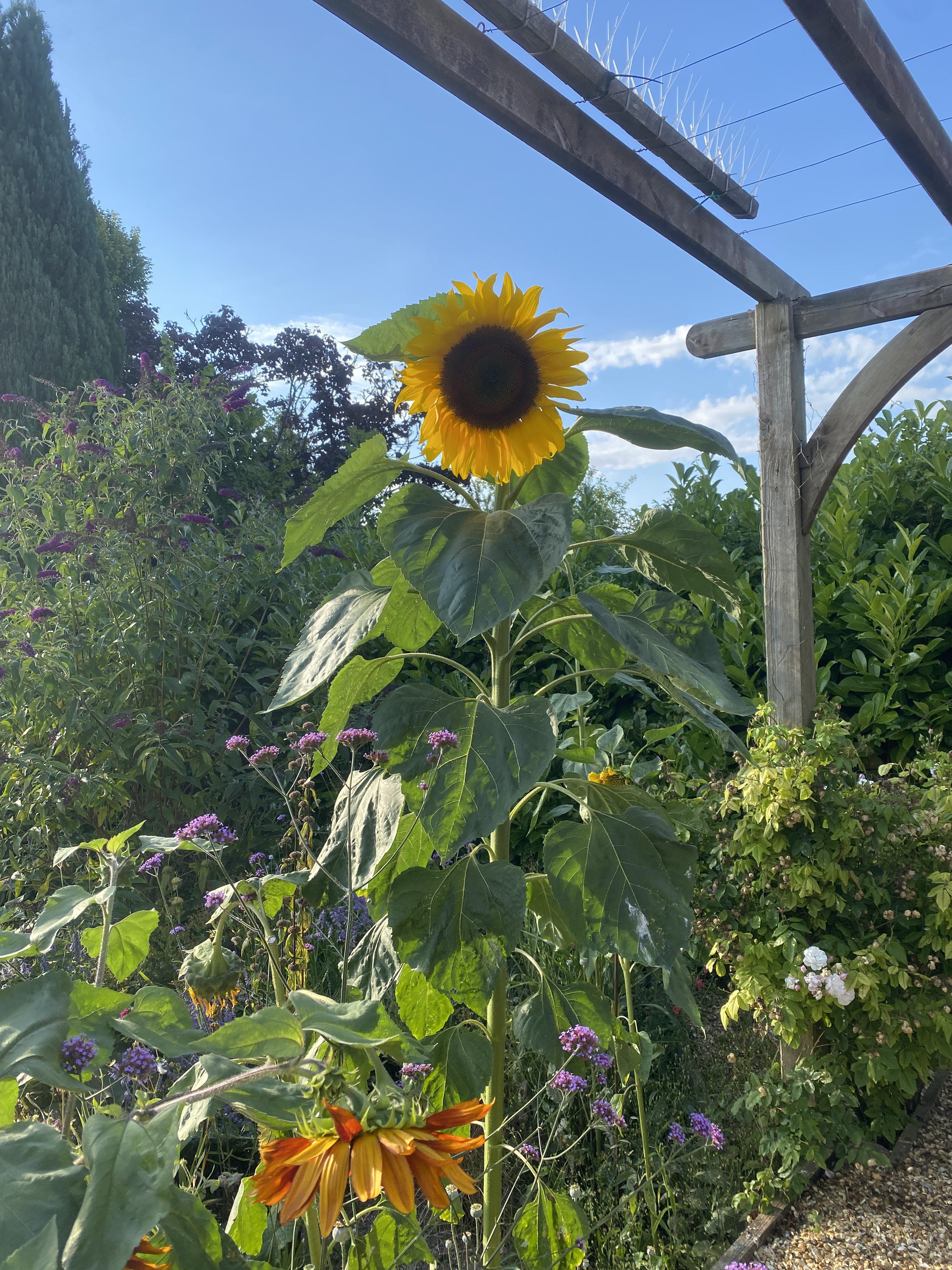 Why is it always one sunflower that towers above the rest? r/GardeningUK