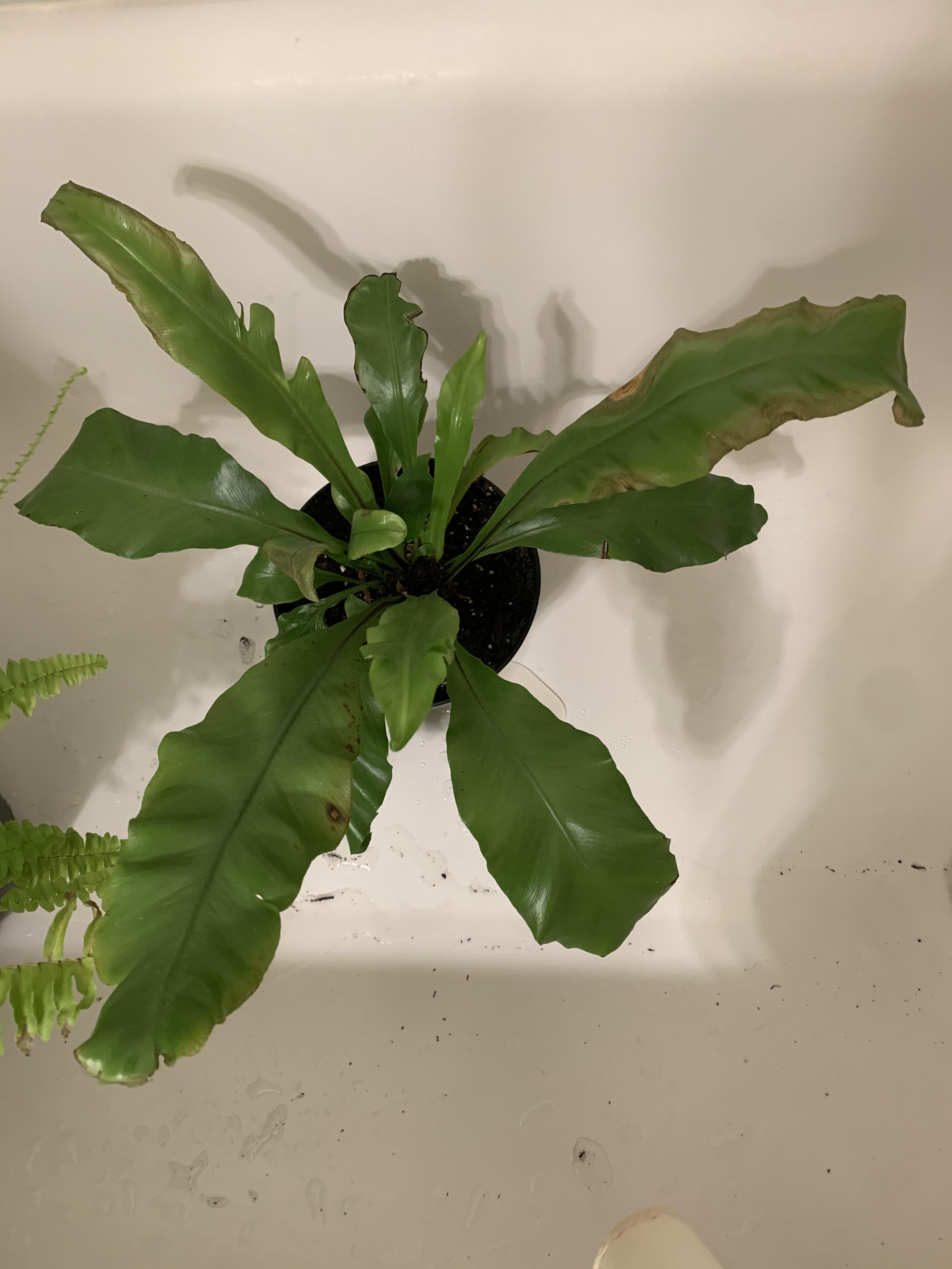 Why is my Bird’s Nest Fern turning yellow and cracked at the edges? He’s in a nook near a west