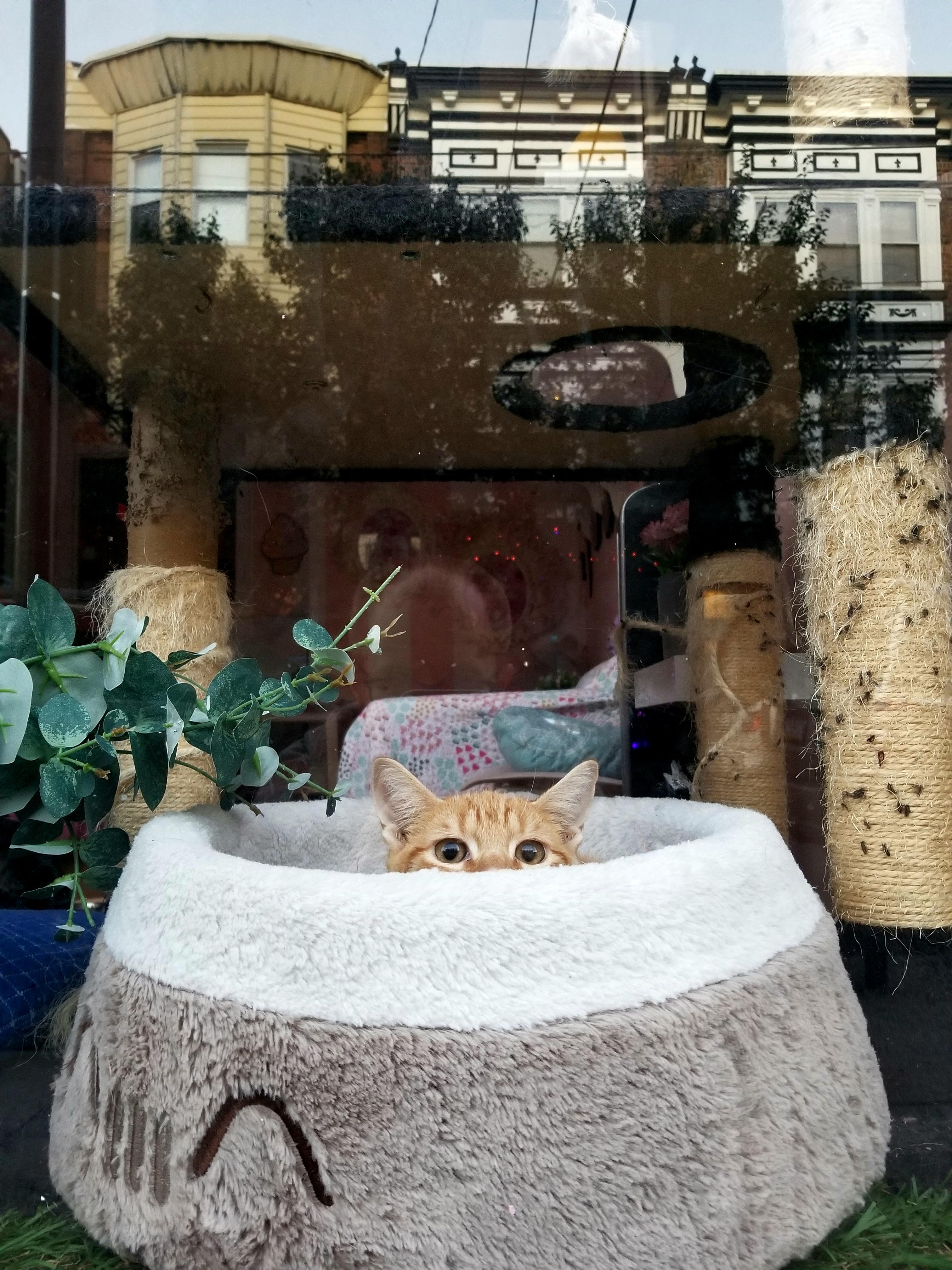 36 Kawaii Kitty Cafe Philadelphia Inspirasi Yang Pas Untuk Hunian Anda