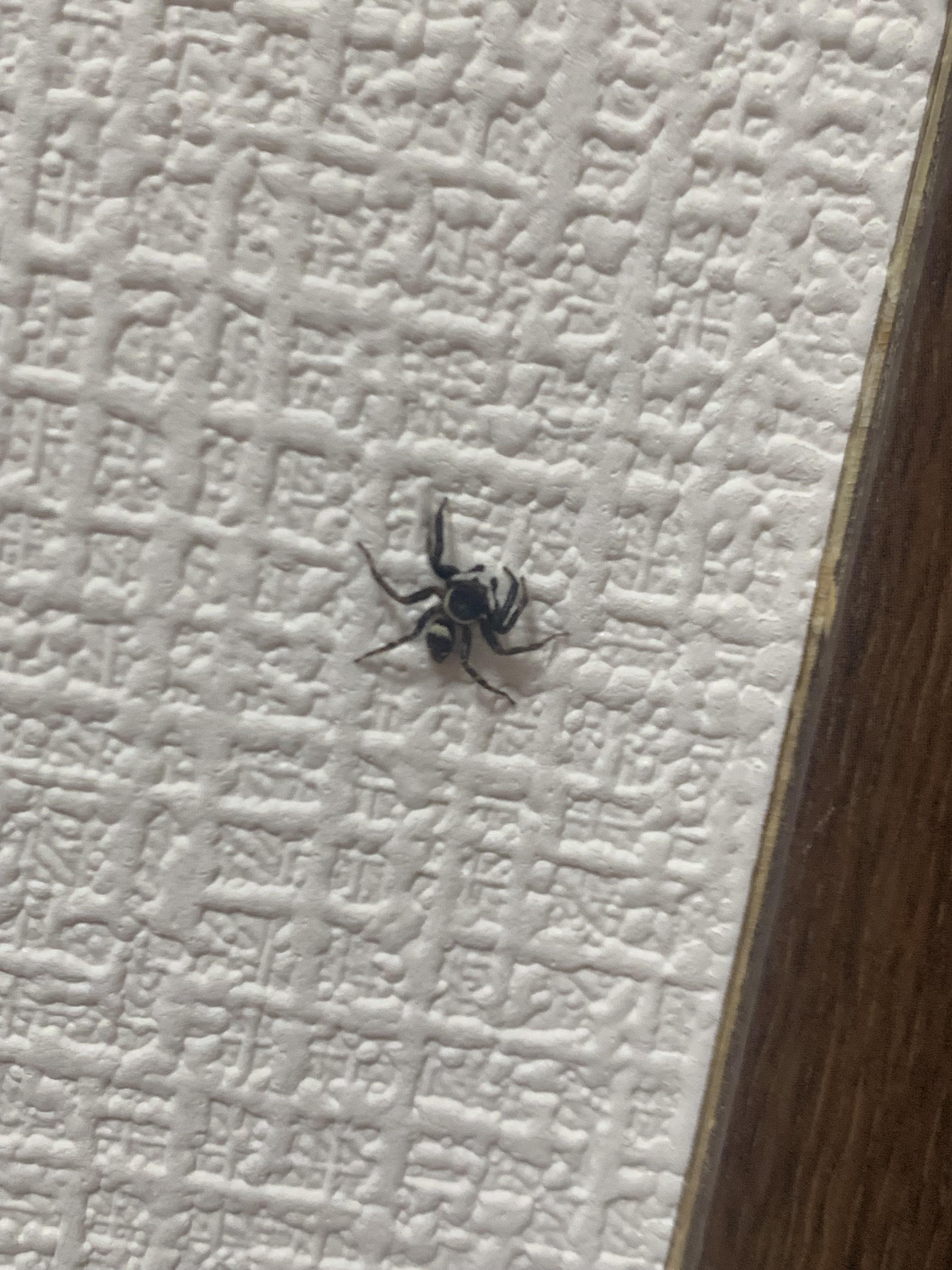 What spider is this? Will he grow to kill Roaches? ,( r/spiders